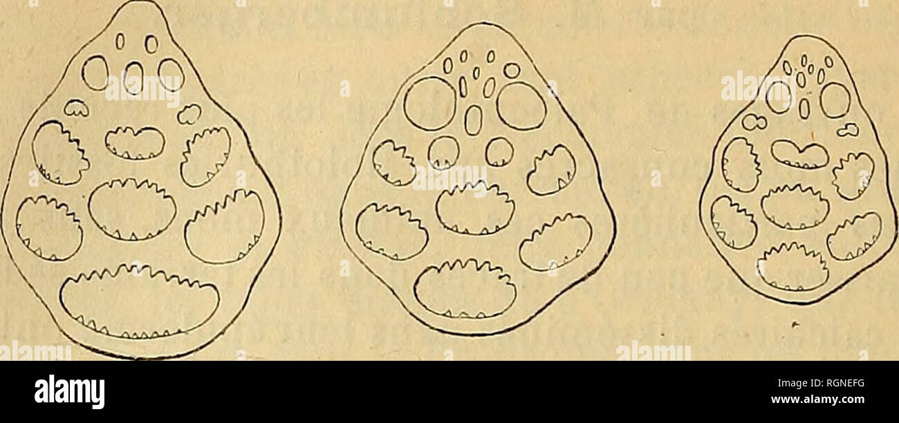 . Bulletin de la SociÃ©tÃ© gÃ©ologique de France. Geologie. 438 SCHLUMBERGER. Â HOLOTHURIDÃES DU CALCAIRE GROSSIER. J9 marS ture Les dentelures sind dirigÃ © es d'un Côté tÃ© Vers le Dessus, de l'autre Vers le Dessous de la Plaque.. Abb. 1 Fi?. 2 Abb. 3 J'ai rÃ©uni ces spicules Sous un-mÃªme nom SPÖ © cifique, mais Il est Probable que ces Plaketten appartiennent en rÃ©alitÃ© À deux ou Trois es-pÃ¨ces; dans les tous les spicules Synapta vivants d'une mÃªme ESPÒ ¨ ce ont mÃªme la forme, Tandis que l'on peut remarquer sur les Abbildungen 1, 2, 3 des difl'Ã© Hinweise assez sensibles dans le Nombre et la Disposi-Ti Stockfoto