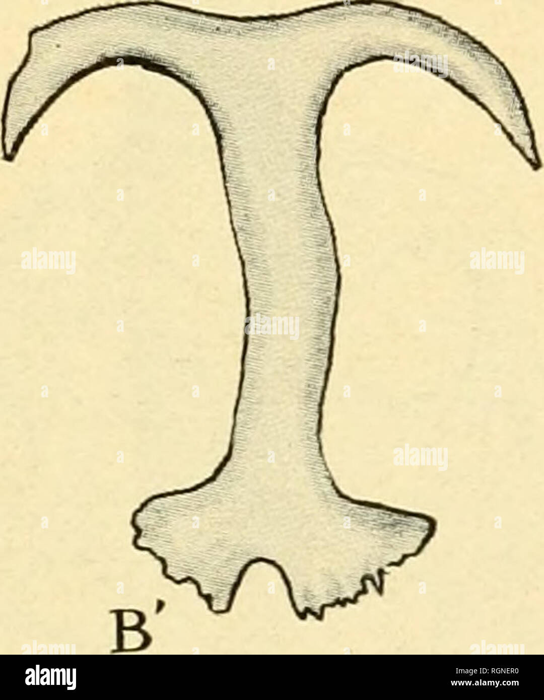 . Bulletin de La Station Biologique d'Arcachon. Zoologie. Abb. 12. Â Plaketten À-Ancre pries dans la rÃ©gion © antÃ rieure du Corps de Synapla dig il Nia; x3 uO. A, Plaque d'une jeune Synaple longue de 2 centimÃ¨Tres; il y a au Centre ich disposÃ trous © s en Croix; le Kontur de la Plaque est Einrichtung chiquetÃ©. A', Ancre correspondant À cette Plakette, wichtige une ou deux Ã © Kiefern sur les branches. B, Plaque d'une Synapte adulte, Ã © paisse et Ã rÃ©seau calcaire exubÃ © rant. B', Ancre correspondant À cette Plakette. beaucoup de Variationen, jusqu'à-Fan werden plus larges que Longues), Ã © paisses, À-kontur dentelÃ © Stockfoto