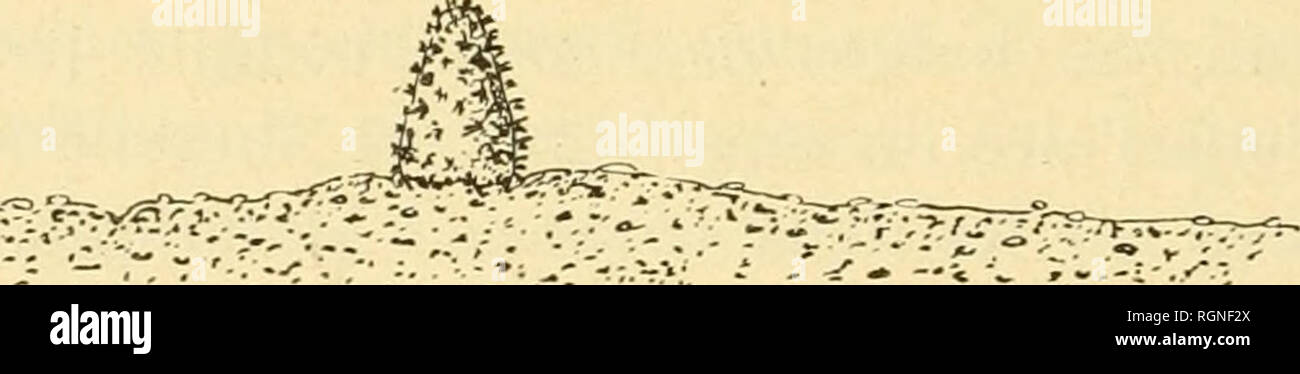 . Bulletin de La Station Biologique d'Arcachon. Zoologie. 26 BULLETIN DE LA STATION BIOLOGIQUE d'aRCACHON 1912 avec une lÃ©gÃ¨re teinte violette à l'extrÃ©mitÃ © Le bras; ins un-semis de petites Haken brunes Dessine une Ã©toile dans la rÃ©gion du disque; le madrÃ © porile est entamÃ©, Du côté tÃ© tournÃ©Vers le Centre, par un Groupe de paxilles. Les Plaques margi- nales dorsales portent un-revÃªtement de Granulat, parmi lesquels Font saillie un ou deux Gerichte piquants; Elles sind Environ au Nombre de trente de chaque Côté tÃ© du Bras. Cette ESPÒ ¨ ce, tout À fait adaptÃ©e Ã la vie dans le Sable, Stockfoto