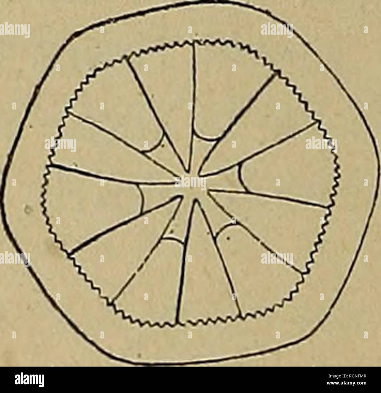 . Bulletin de la SociÃ©tÃ© gÃ©ologique de France. Geologie. 196 SGHLUMBERGER. Â CALCAIRE GROSSIER HOLOTHURIDEES DU 20 janV. vy., vwv. Ly Abb. 10. Synapta truncata Schlumberger, Abb. 10. Le Kontur lÃ©gÃ¨rement hexagonal de ces Plaketten les rapproche de Celles du Synapta Stueri, Mais au lieu de se terminer en pointe Elle est nettement tronquÃ©e. Deux Perforationen À-bords lisses sind situÃ©es au-dessous de partie droite, plus bas auf Remarque sechs Perforationen À-kontur irrÃ©gulier mehr oder weniger dentelÃ © es, et plus bas Encore sechs grandes Perforationen ovalaires armÃ©es de nombreux denticules. TrouvÃ Stockfoto