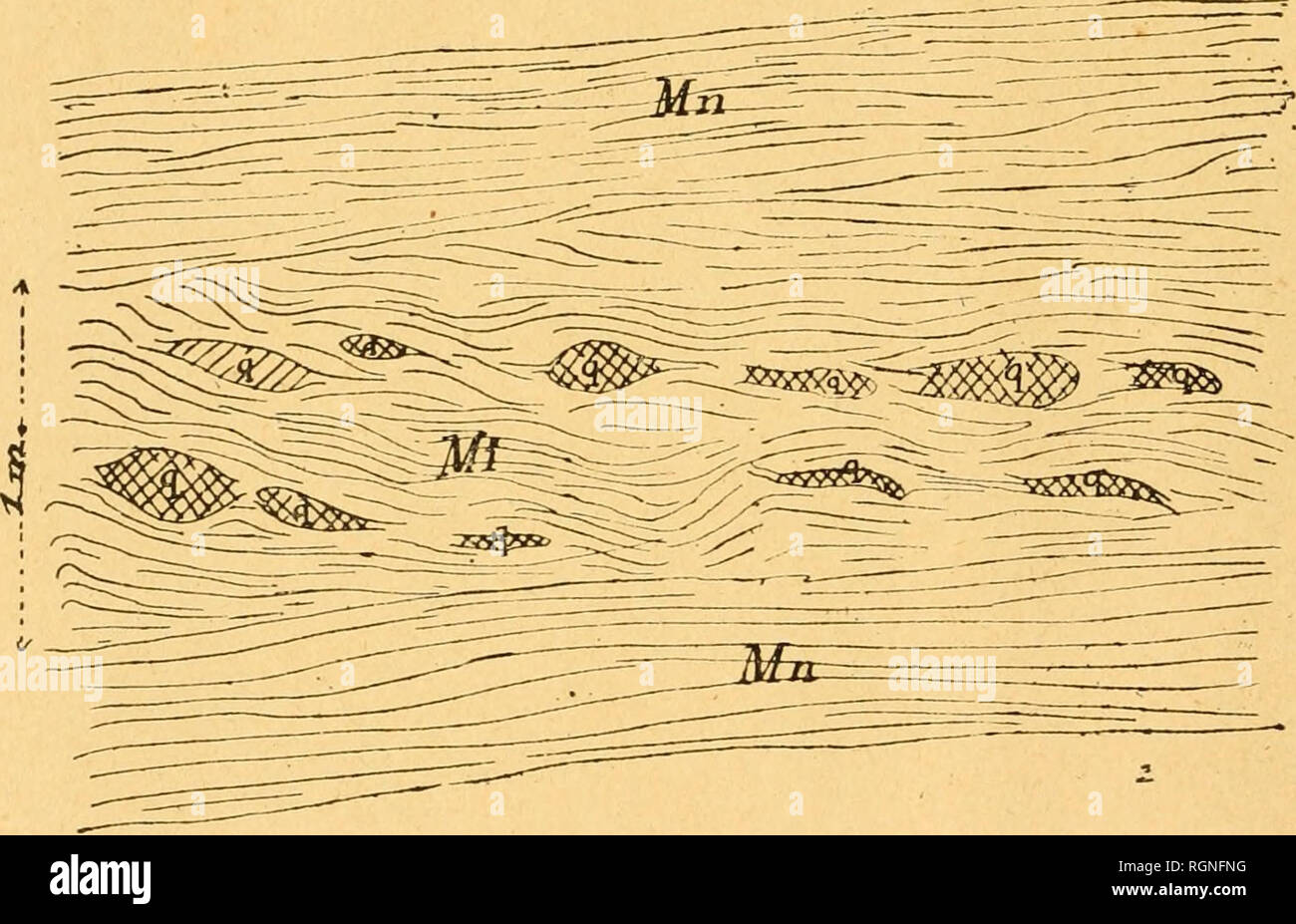 . Bulletin de la SociÃ©tÃ© des sciences naturelles de l'Ouest de la France. Natural History - - Frankreich. 16 BULL. SOC. SC. NAT. OUEST. 2e SKR., T. IX de Quarz) dont Le Quartz entre pour les 3/4 dans la Compo-sition de la pÃ¢te et dont l'Examen microscopique en Plaques zerkleinert rÃ©vÃ¨le la Struktur ci-dessous: Abb. 6. Les veinules du Quarz y Comprennent 3 Couches distinctes: Sg. S Coupé de Micaschistes Ã¢Ir3 irochÃ ¨ re CPornÃ® c). a^rognons de Quarz Mi-Micaschistes impressionnÃ© s Mn^ Micaschistes normaux l'une Centrale, formÃ©e de Quarz normal, c'est-À-dire Le Quartz filonien; les Deux autr Stockfoto