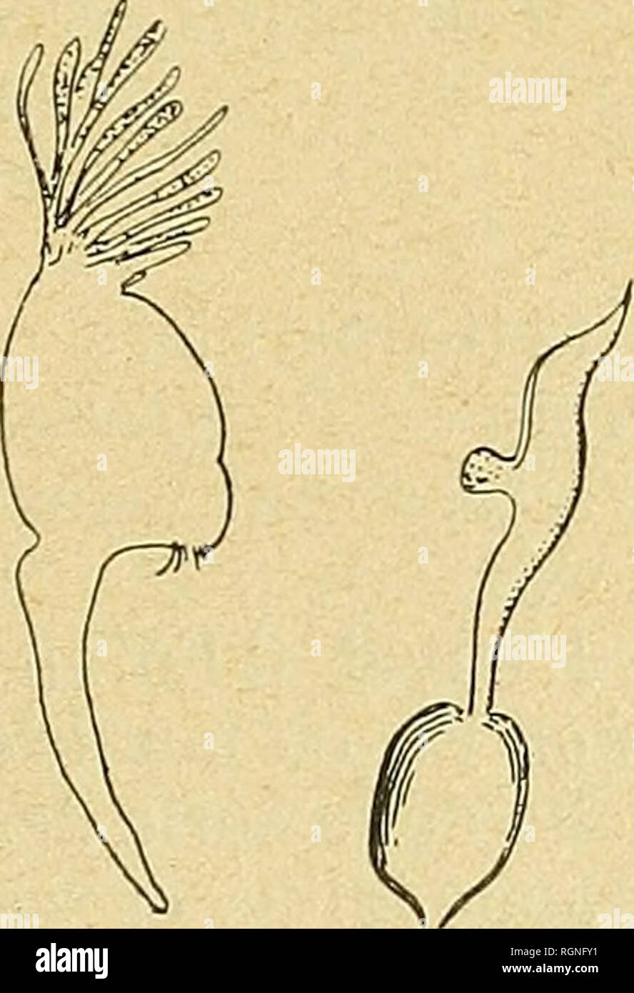 . Bulletin de la Société botanique de Genève. Botanik; Botanik. Abb. 4.  S. CRISTA-GALLI Chod.  Semina et arillus. Abb. 5.  S. CRISTA-GALLI Chod.  1, Carina cristata; 2, pistillum. Espò ¨ ce très Remarquable, se rattachant au Groupe du S. vulgaris L.; s'en distingue à Première vue par l'Habitus, La forme et la nervation des Ailes, ainsi que les semences particulières; Farille rappelle Huteri Chod celui du S... Bitte beachten Sie, dass diese Bilder aus gescannten Seite Bilder, die digital für die Lesbarkeit verbessert haben mögen - Färbung und Aussehen dieser Abbildungen extrahiert werden kann Stockfoto