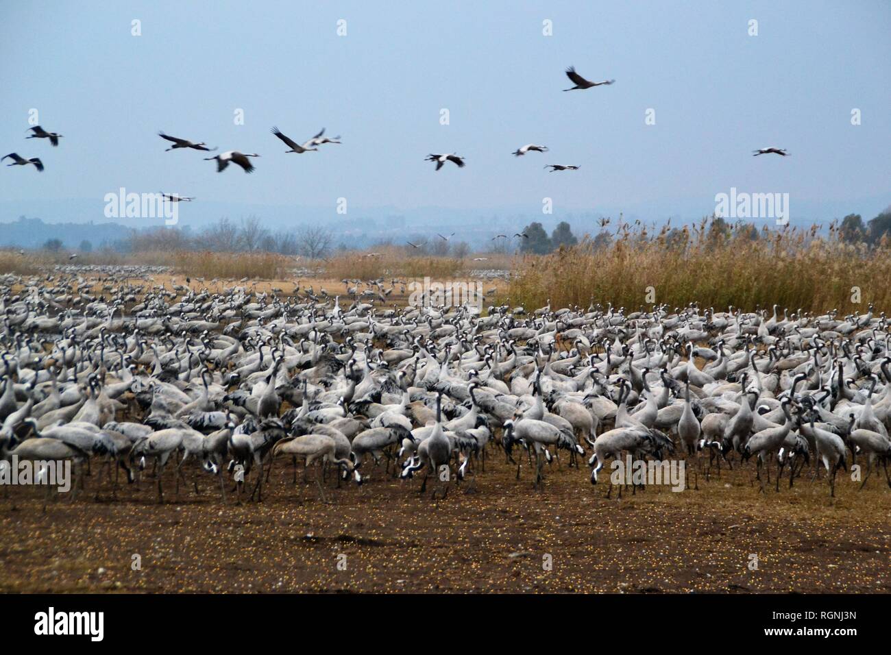 Migration von Krane im Hula-tal, Hula natur See finden, Galiläa Stockfoto