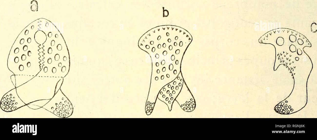 . Bulletin du Musée ocÃ© anographique de Monaco. Ozean.de Plaque Centro - dorsale se montrent Cinq autres Plaketten placÃ©es Suivant un petit Cercle; Celles-ci sind plus Petites que les Plaques Ã © quatoriales et Elles supportent chacune un ou Deux piquants et un pÃ© dicellaire. Les piquants (Abb. 3) atteignent omm 5 de Länge; ils ont une base Ã © largie et mehr oder weniger arrondie permettant son Artikulation sur la plaque calcaire tandis que l'extrÃ©mitÃ © distale s'attÃ© nue en Pointe; leur Oberfläche prÃ©sente les crÃªtes longitu-dinales Wichtige de Abstand en Abstand quelques Pointes. De nombreuses p Stockfoto