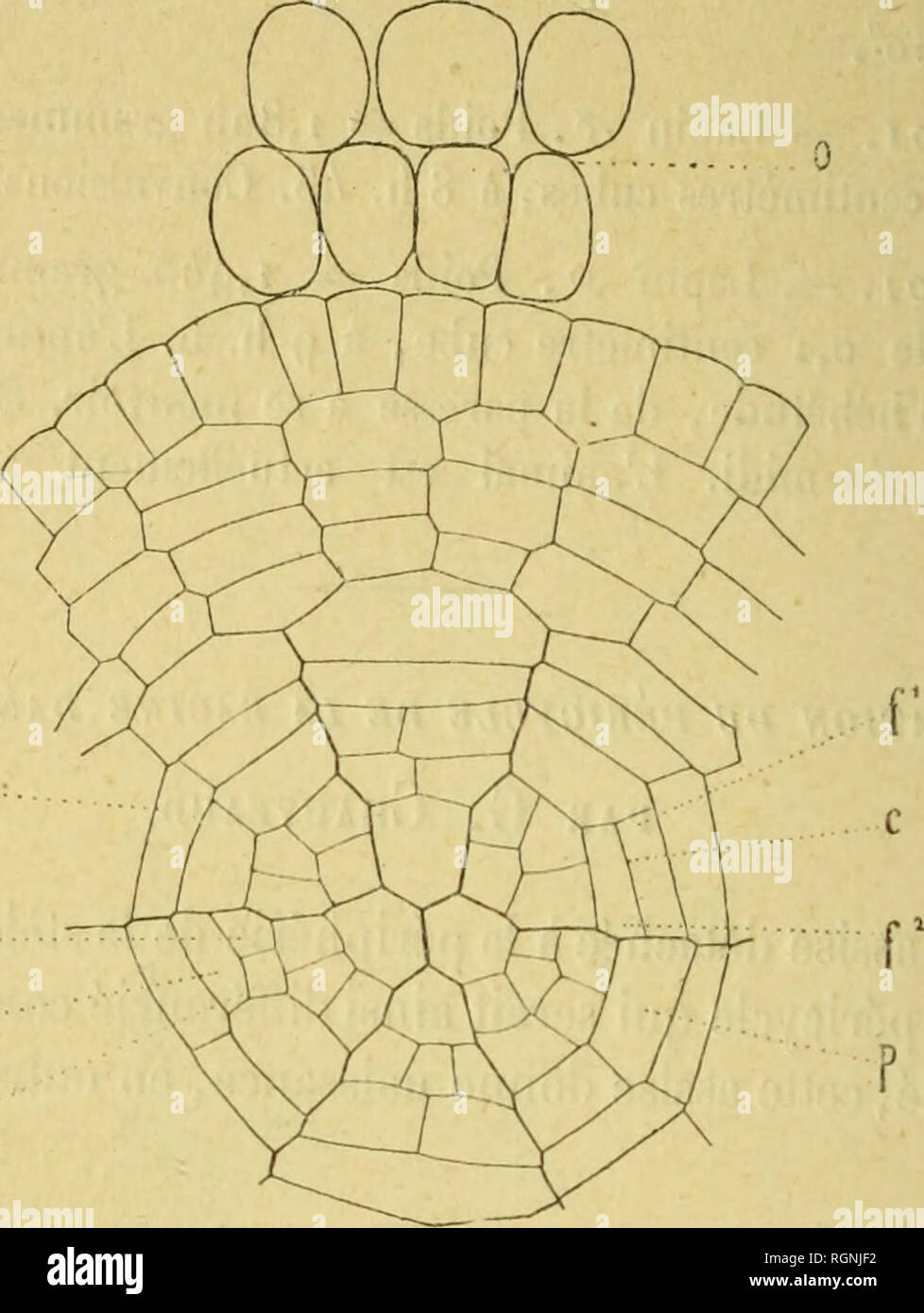 . Bulletin du MuseÌum d'histoire naturelle. Natural History.  278 â Nous constatons que certaines cellules [f, Abb. i) de l'assise pericycliqne se Dekor doiiljlcnt [) Ar nne cloison Tangentielle (C, Abb. a) en Deux celhiles - filles (w p) suj) erposà © es suivant Le Rayon. Ce-cloisonnement se produit de la e m w m. Fijj. 2. 3 "pluise. "Les mà bin Es leltros ont la même Signifikation dans les qualre ligures. c. Cloison lan{fenliclle sé paronl les Doux collulcs-Tilles/'/% â ¢ Ã{j^ aucho, la Cellule - fille inlerne a donné naissance aux Deux cellules M, m. même manièi'een deii Punkte abl) posà © s conm Stockfoto