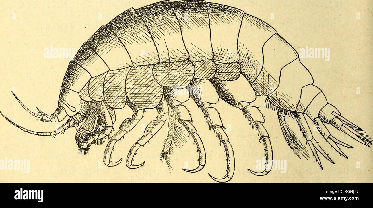 . Bulletin du Musée ocÃ© anographique de Monaco. Ozean. suivantes. Le lobe postÃ © Rieur des Plaques coxales de la cin-quiÃ¨me Paire est un peu plus Haut que le lobe antÃ©Rieur. Les plaques Ã © pimÃ © RALES des Deux premiers Segmente du mÃ©tasome sind largement arrondies. Les plaques Ã © pimÃ © RALES du troisiÃ¨me Segment se terminent par un Angle Droit. Le bord infÃ©rieur de ces DerniÃ¨res Plaketten porte une rangÃ©e de grosses soies ciliÃ © es. Les Yeux, trÃ¨s Longs et trÃ¨s Ã © troits, semblent assez Impar - Vollendete, et ne prÃ© sentent pas d'ocelles distincts. Ils-Ã©taient de Cou-leur rougeÃ¢tre chez l'exemp Stockfoto