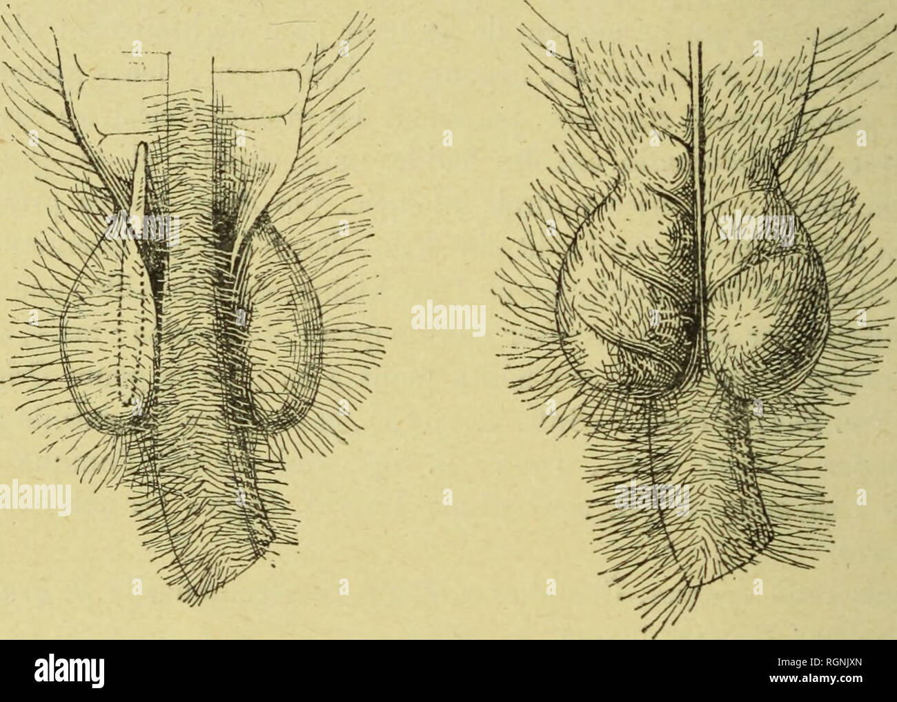 Bulletin Du Museìum Dhistoire Naturelle Natural History â - 