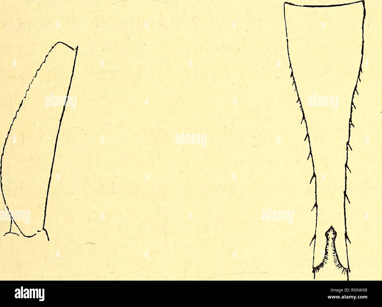 . Bulletin du Musée Océanographique de Monaco. Ozean. - 9 - Telson 7/2 mal so lang wie breit, stark in der distalen Hälfte, die an ihrer schmalsten Stelle weniger als 2/5 so breit wie die Basis des Telsons verengt; die Latéral Kanten haben eine eher geringe Anzahl von starken und langen Stacheln, und zwischen thèse zahlreiche ganz Minute denticles beobachtet werden; der distalen Schnitt ist über 1/6 der Länge des Telsons, und jeder Lappen terminâtes in einem starken Rücken. - Länge eines Erwachsenen maie ic). 5mm, einer Frau mit Marsupium 2 Omm. Städte und Gemeinden. - Stat 1844, 3 spécimens; stat. 1849, 6 Spé - cimens; stat. 1851, 1 spé Stockfoto