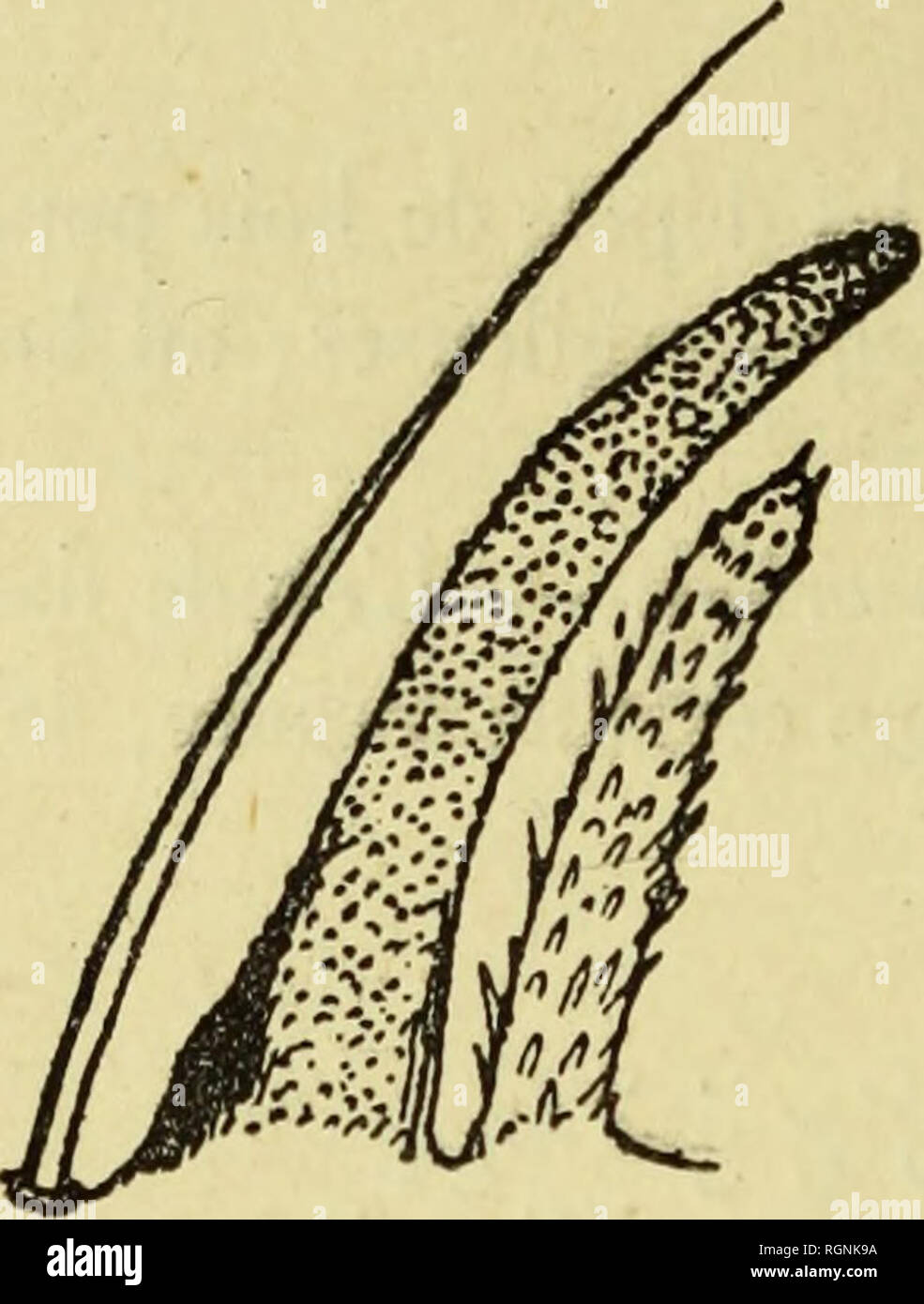 . Bulletin du MuseÌum d'histoire naturelle. Natural History. Â Das â. Enfin ii existe des Massen sensorieiles simples et des poils mitÃ FextrÃ sensoriels Ã© "du letzte Artikel de l'Antenne dans beaucoup de Formes. Les pscudocelles sind toujours normalement Dekor veloppÃ© s chez les CoUem - Baumstämme, cavernicoles ou lucicoles. Ces Organes n'ont d'ailleurs Rien de Kom-mun avec des Organes sensibles À la LumiÃ¨re: ce seraient plutÃ't des Organes glandulaires. Les ocelles sind ins bien Dekor ve-loppÃ © s. Nous reviendrons plus tard sur Dieser-tologie de ces Organes. En rÃ©sumÃ©, le groupe des Thyso - noure Stockfoto