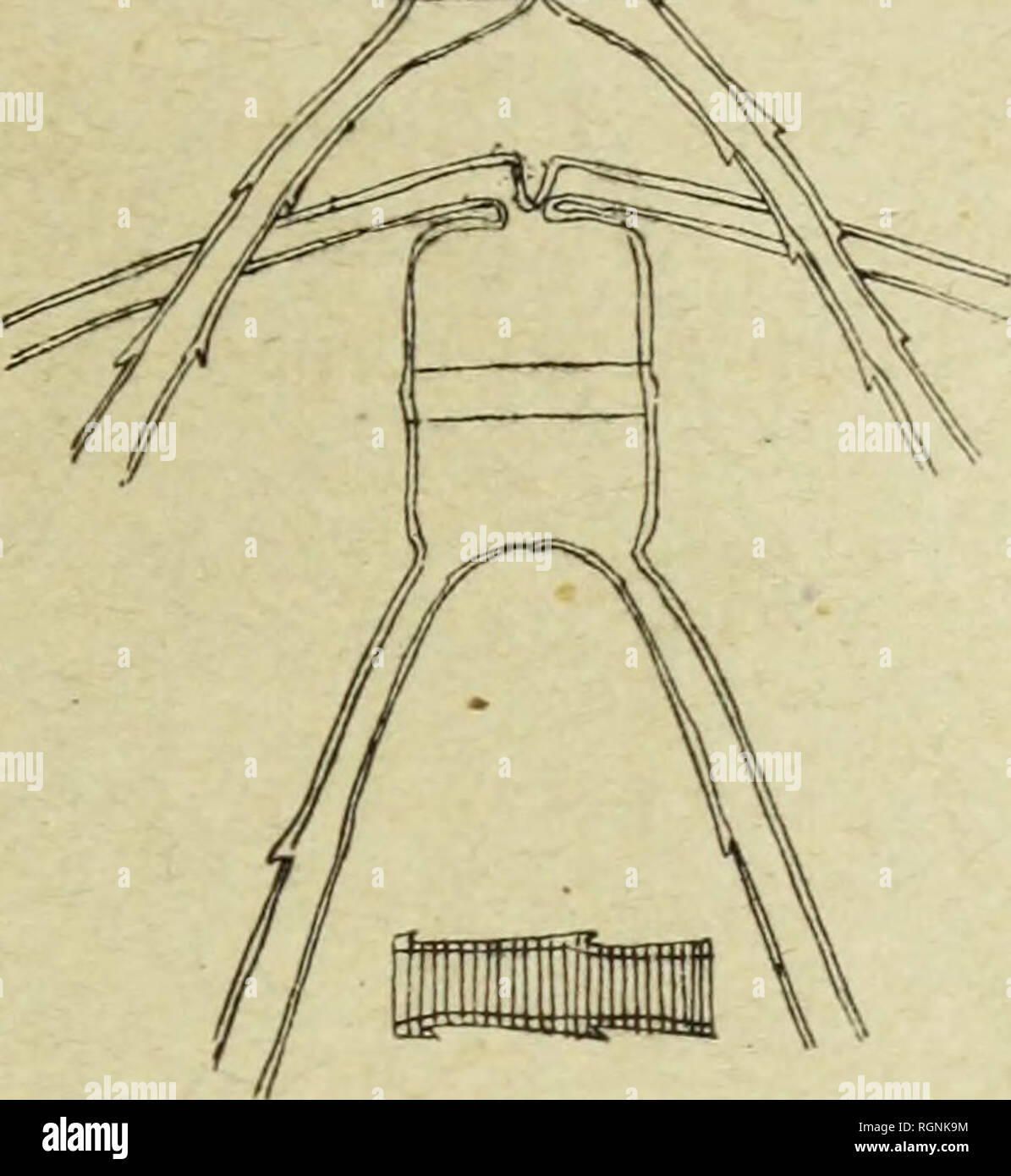 . Bulletin du MuseÌum d'histoire naturelle. Natural History. '&Gt; .. Chaetoceros concavicornis Nob. Cette ESPÒ ¨ ce-Seife les Formes arctiques improprement Dekor signÃ©es Söhne Le nom de C. criophilus Gran. Comme elle a Ã©tÃ© longuement Dekor Kriterien dans une communication prÃ© Cà © dente -^^ je mich bornerai À rappeler ses "Clínica ¨ ve, Bericht über die Phytoplankton coHected auf der ExpÃ©dition von H.M.S. Forschung, 1896 {Fiftftenlh Jahresbericht des Fiahenj Hnnr< l für Schottland, Edimbourg, 1897). K. Okamura, einige Chaetncorait und Poi'agallia {Roi. Mofraititio Tokio, Vol. XXI, A/II, 1907). Loc CÃt,. Bitte beachten Sie Stockfoto