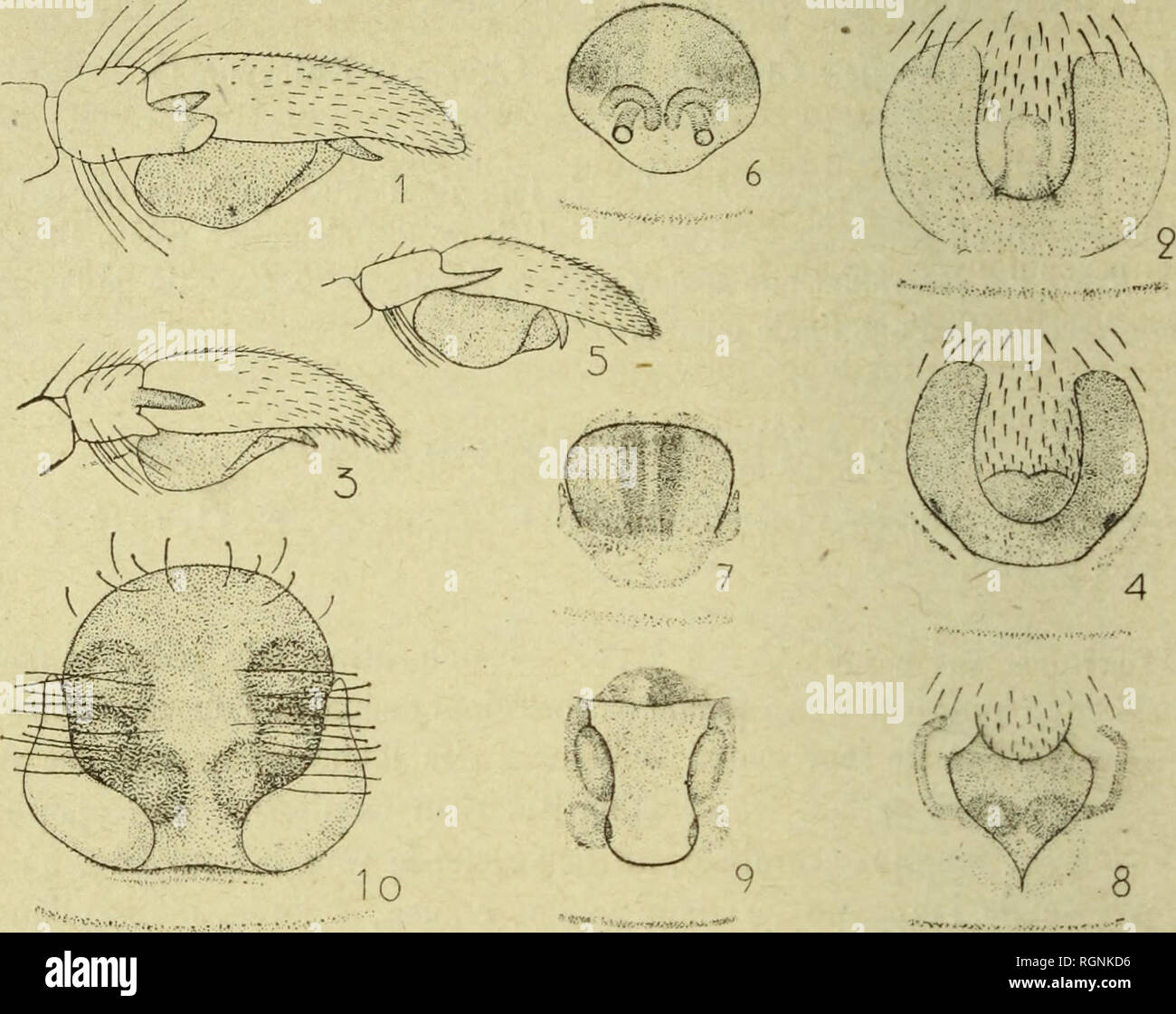 . Bulletin du MuseÌum d'histoire naturelle. Natural History. - U6 - Lebensraum.  Algérie: Aïn-Sefra (Vibert), Bogari, Bou-Saada, Aumalo. Les difféHinweise entre les maies des L. Simoni et algéRiens sind très 57, Mais lepigyne permet de distinguer Les femelles avec la plus grande facilité.. Kig. 1, Leplodraasus Jeniincus E.S. (j*, pallo - iayclioiiT.  Fij;. , Iti. à © pigyne.  Abb. 3,//. nlbidiia K. S. Patte-mà clioî rc.  Abb. "Ich, ù/. V, ('pigyue.  Abb. 5, L. Simoni Dahlien (j*, patte-mâ choire. - - Abb. (≫, Id. Ã, à © Pi -;;;;;;;; Yiu", - Abb. 7/>. algericus Daim. Ã, à © pigyue.  F Stockfoto