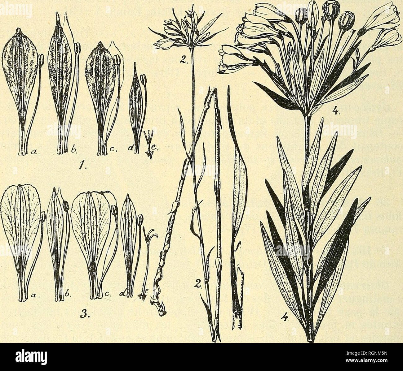. Bulletin de l'Herbier Boissier. Pflanzen. 588 BULLETIN DK l'hEKBIEB B0 mir SÃR ISSIÃK (2.). 1906 (20) tus 70-135 cm. Altus, superne Ad 10-15 cm. (, inferne squamatus, squamis+remotis; Folia anguste Lineari-Integrifolia. acutiuscula, in petiolum attÃ© nua La, basi semi-amplexicaulia, resupinata. Supra pilis (pagina) interiori brevissimis canescenlia, exteriori subtus (pagina) glabra, viridia, 3-7 cm. Longa. 0,3-0,5 cm. Lata (vgl. Abb. IV, 2/".); involucrum. 1 El 2 AlstrÅmeria Damaziana Ãeauverd spec. nov. ; 3 et 4. AlstrÅmeria foliosa var. nov. floribunda Beauverd Abb. Iv. Â 1 a: Abteilung Stockfoto