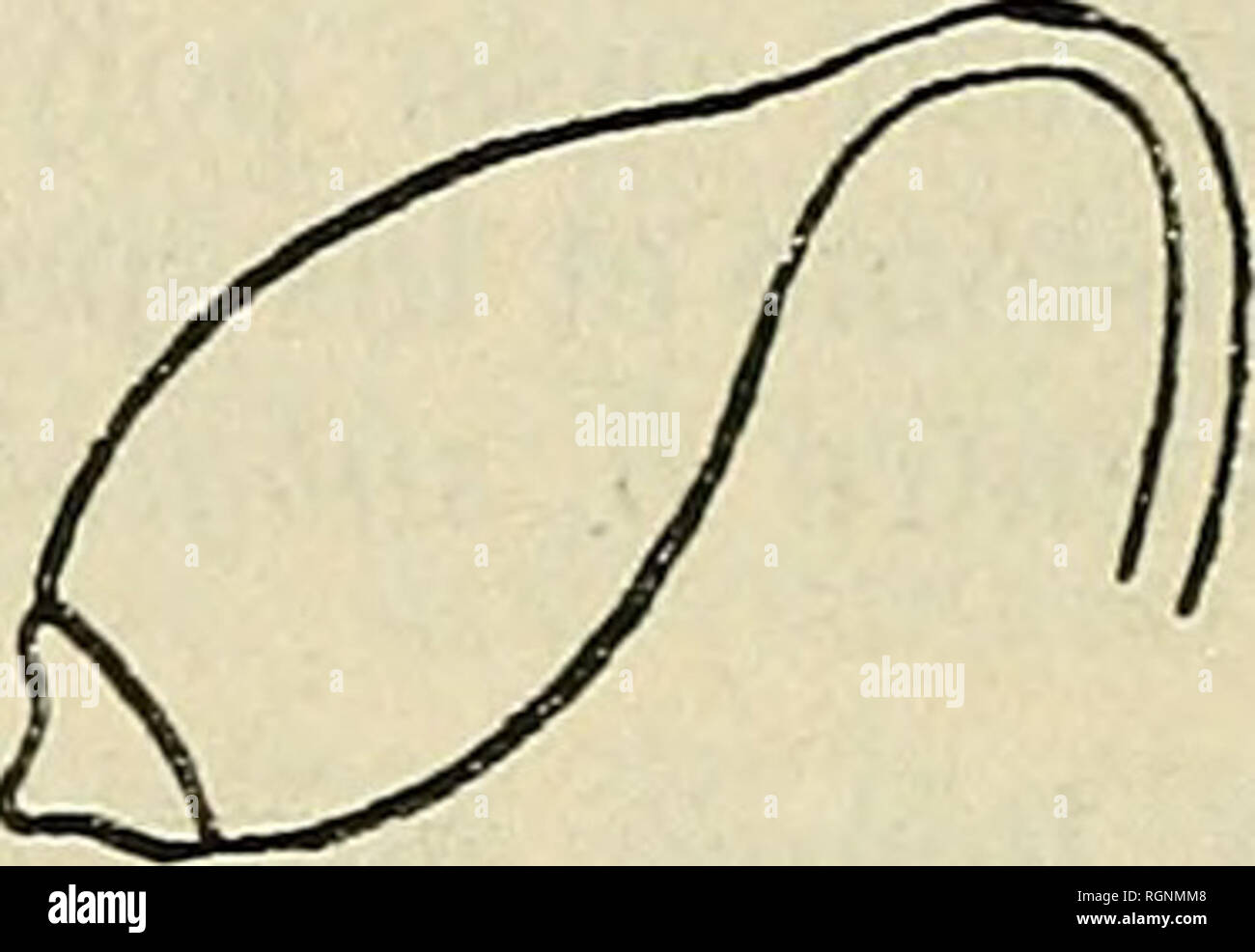 . Bulletin de l'Herbier Boissier. Pflanzen. BrYUM COLOMBI Meyhn l. Kapsel mÃ"re 2^.  PÃ© ristome externe-PÃ©ristome externe formÃ© de Dellen brunes à la base pÃ¢ les et papilleuses au Sommet, marginÃ©es sur 3 à 6 (a, rapidement attÃ© nuÃ©es À partir du Milieu, Ayant 20 à 25 trabÃ © CULES dont les 10 à 13 infÃ©rieures sind reliÃ © es entre elles Gleichheit des cloisons le plus ins Bauchmuskel, rarement perpen-diculaires; parfois à la base de la Dent, Ces cloisons sind au Nombre de 3-4 deux. Plaketten dorsales-j-; ligne divisurale un peu de Zickzack. PÃ©ristome interne avec de larges Processus brusquement attÃ Stockfoto