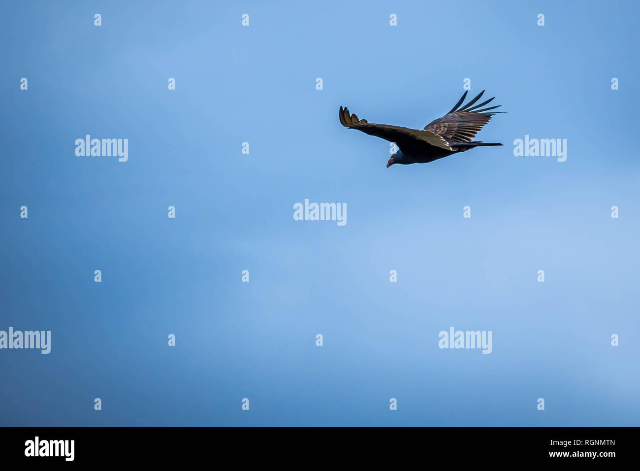 Grosser Truthahngeier Stockfotos Und Bilder Kaufen Alamy