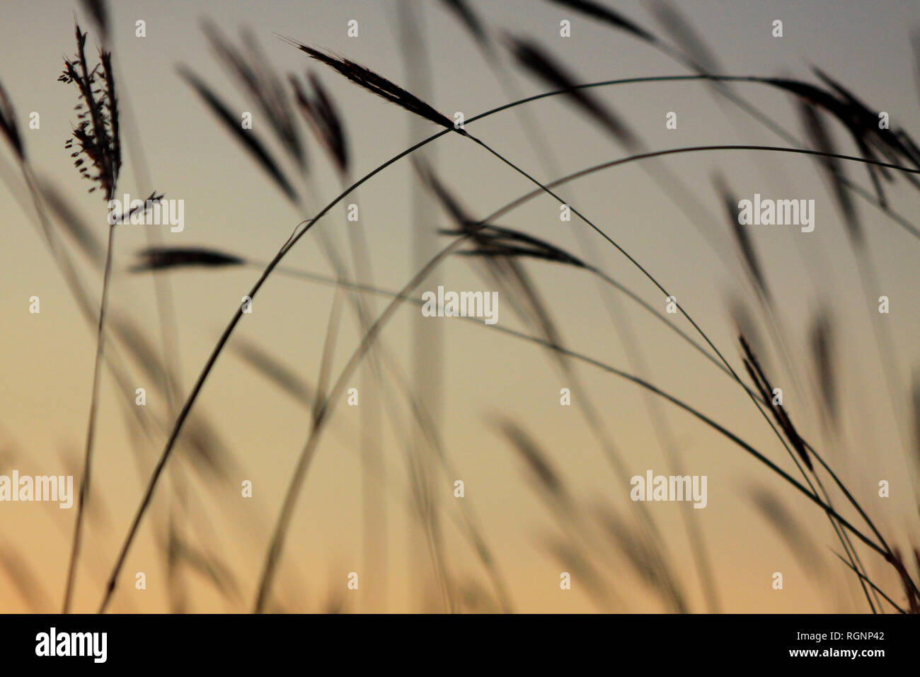 Gras Silhouette gegen ein Abendhimmel, Bulgarien Stockfoto