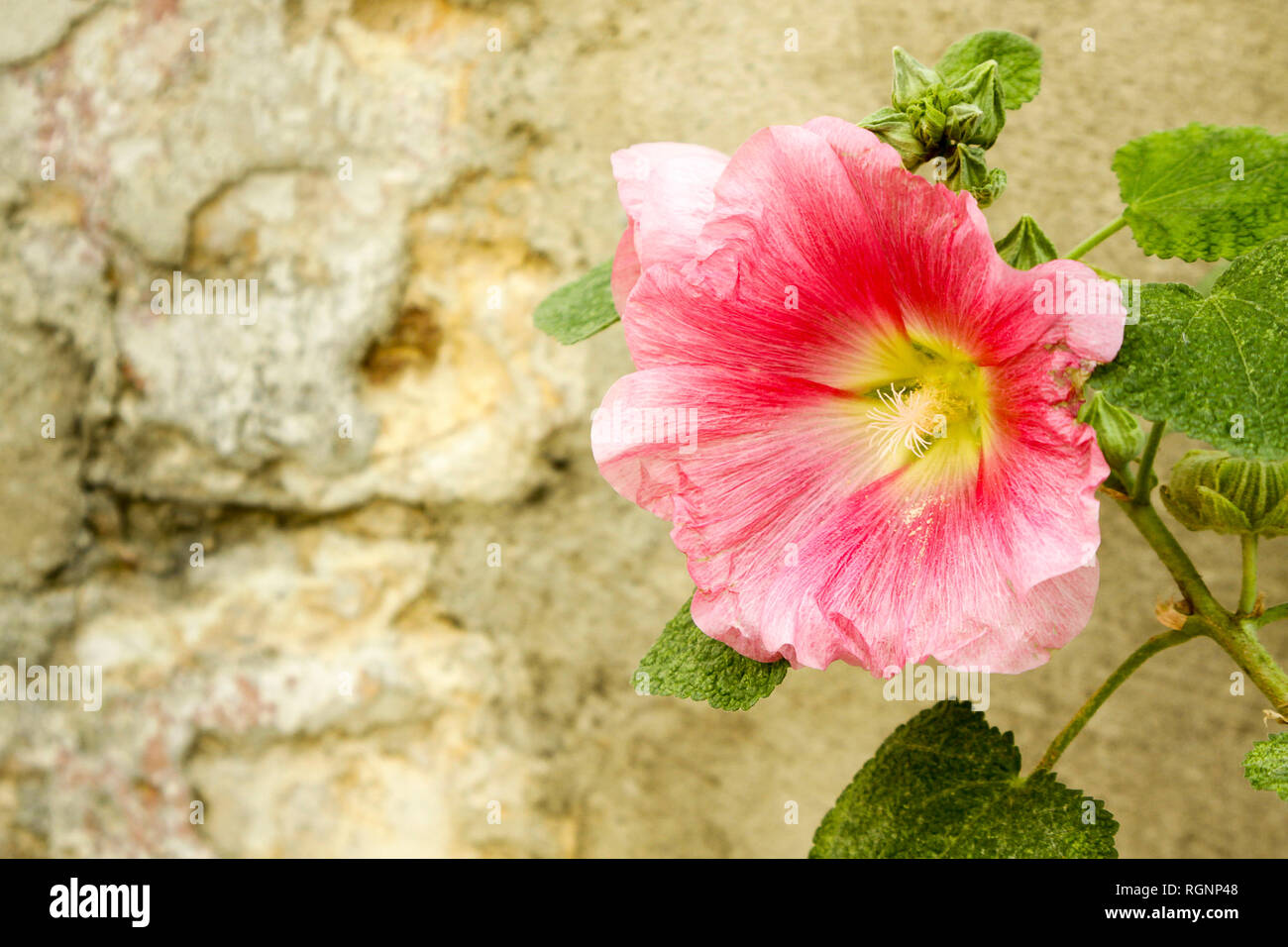 Rosa Malve gegen rustikale Mauer aus Stein, Loire Tal, Frankreich Stockfoto