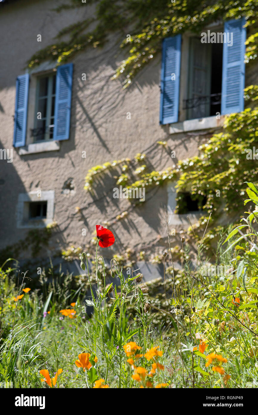 Französische Stone Cottage Garten mit Blumen, rustikales Gebäude und blauen Fensterläden in der Region Pays de la Loire. Stockfoto