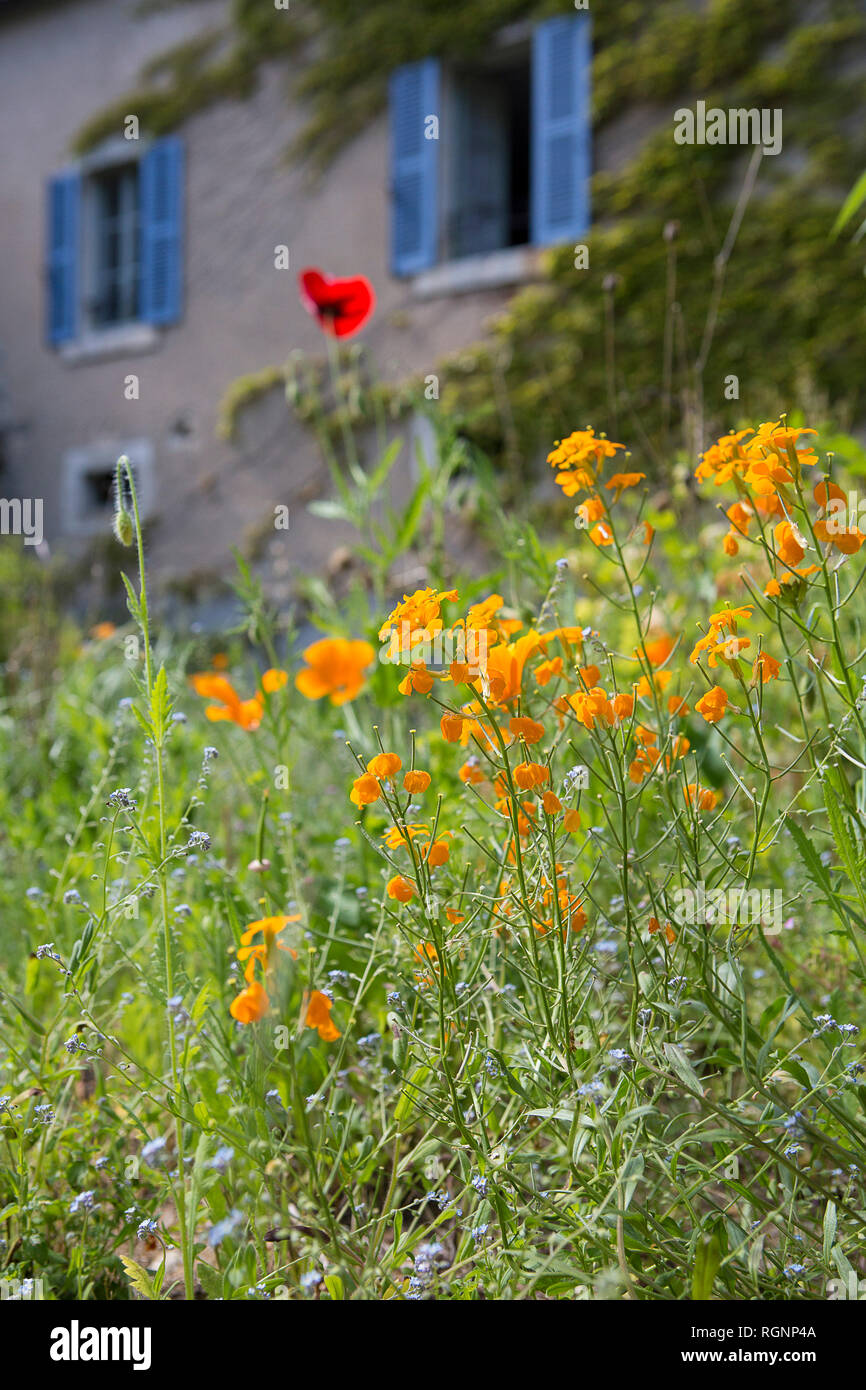 Französische Stone Cottage Garten mit Blumen, rustikales Gebäude und blauen Fensterläden in der Region Pays de la Loire. Stockfoto