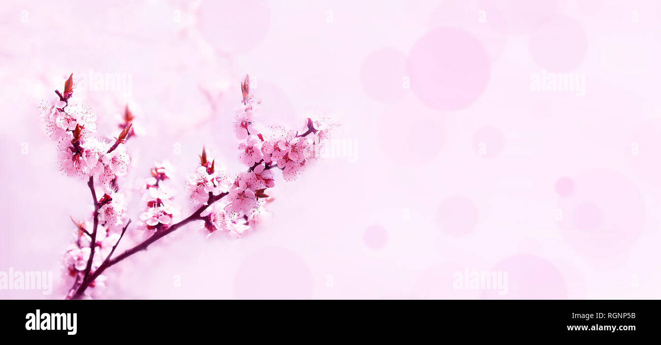 Cherry rosa Blüten Nahaufnahme. Blooming cherry tree. Spring floral background. Für Text platzieren. Panorama Format Stockfoto