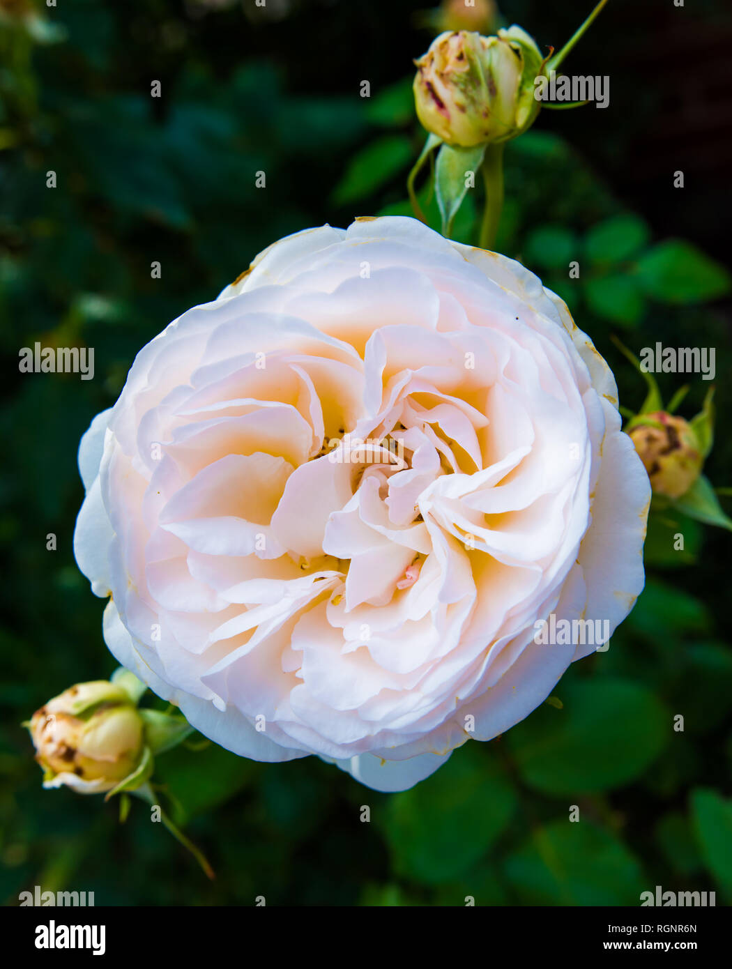 Florale Kunst Farbe outdoor Makro Portrait von einem einzigen weißen Medium orange apricot vintage Rose mit Knospen auf schwarzem Hintergrund in intensiven Farben Stockfoto