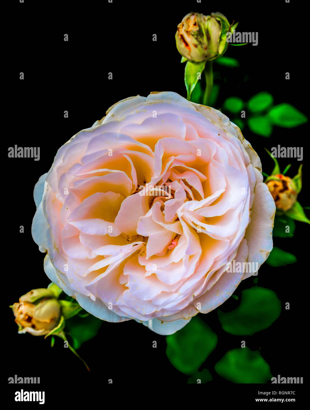 Florale Kunst Farbe outdoor Makro Portrait von einem einzelnen Medium orange apricot vintage Rose mit Knospen auf schwarzem Hintergrund in intensiven Farben Stockfoto