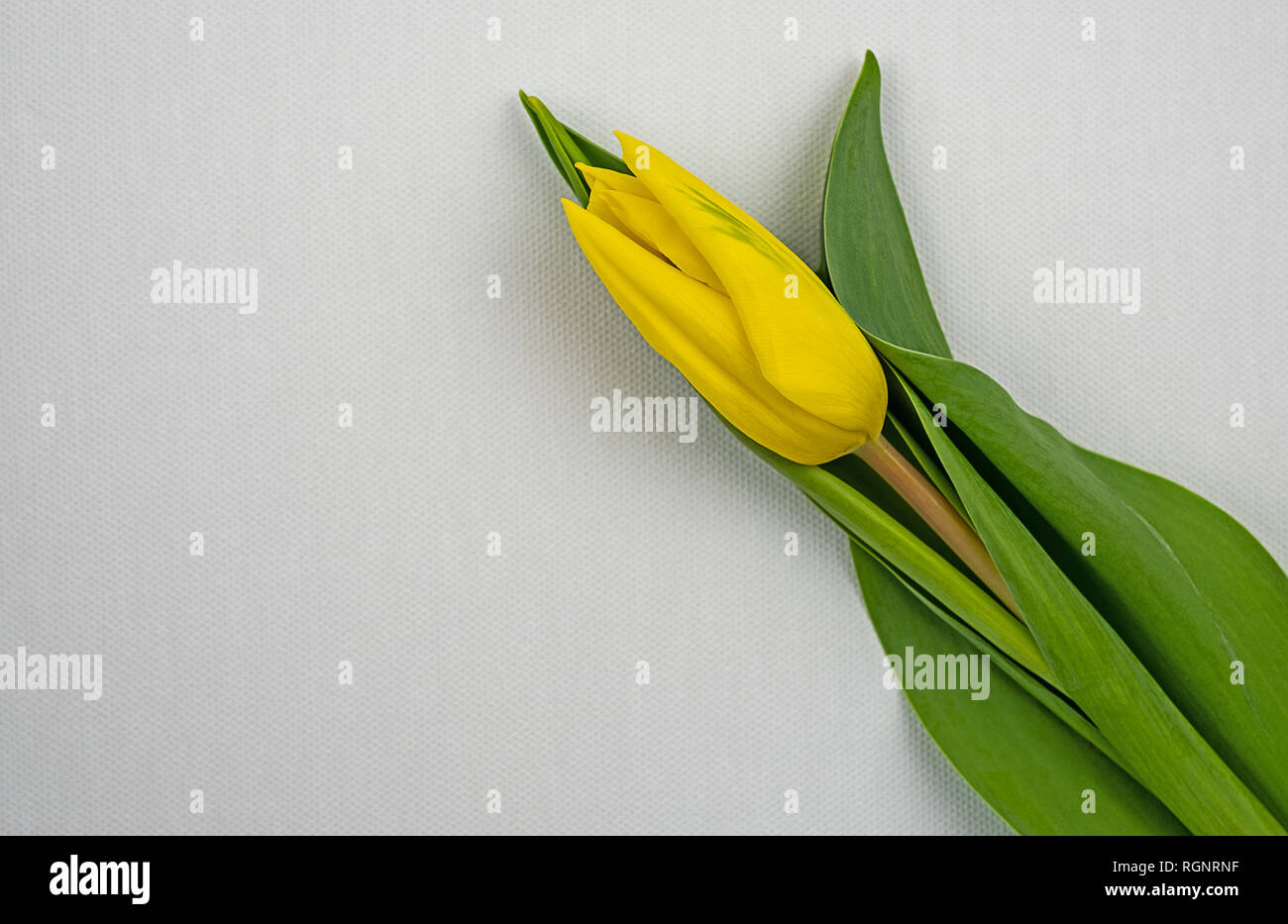 Gelbe Tulpe auf weißem Hintergrund Stockfoto