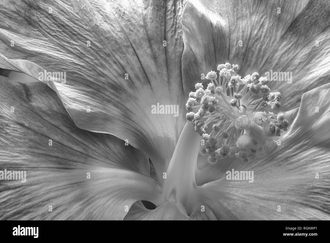 Hellen monochromen schwarzen und weißen Blumen Makro Blume Porträt des Inneren eines offenen isolierten Blüte blühen Hibiskus Blume Stockfoto