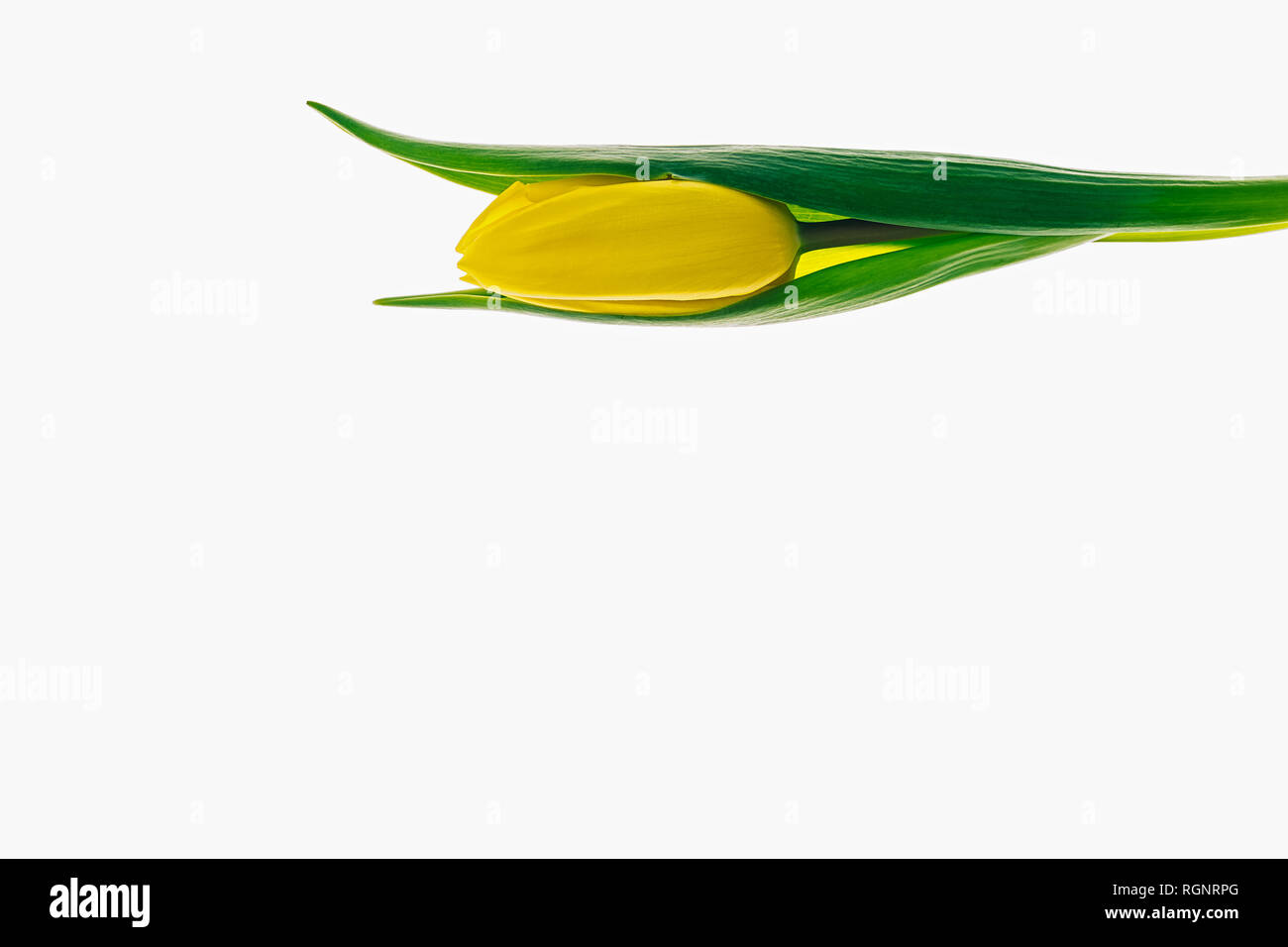 Gelbe Tulpe auf weißem Hintergrund Stockfoto