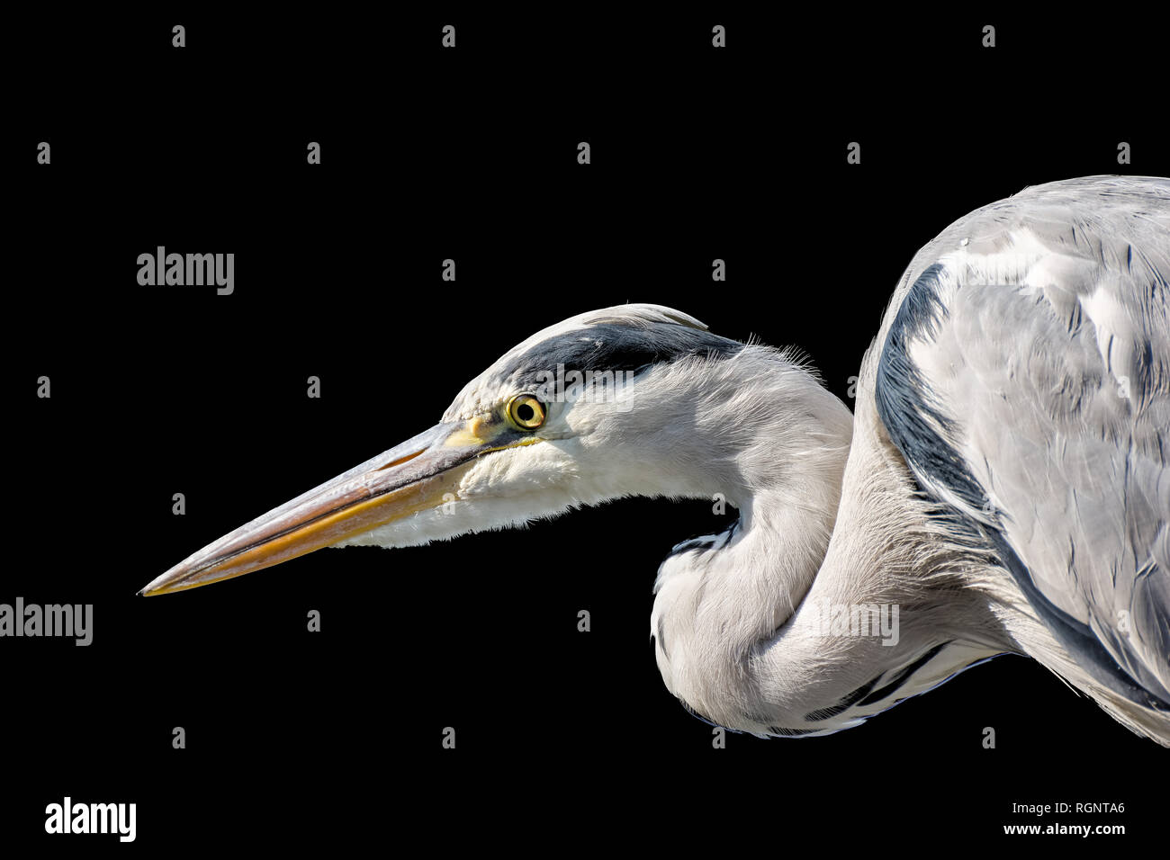 Outdoor detaillierte Farbe Porträt einer isolierten Jagd Heron/Reiher auf schwarzem Hintergrund - Bereit zu fangen, symbolische, figurative Bewusstsein Stockfoto