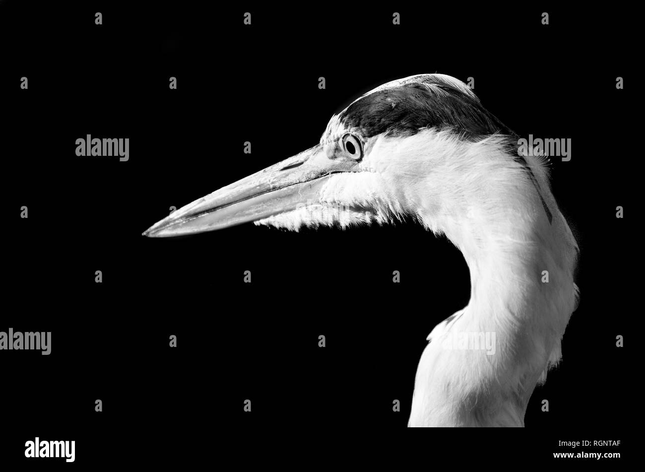 Monochrome portrait einer isolierten Jagd Heron/Reiher auf schwarzem Hintergrund, symbolische, figurative, bereit zu fangen, Beobachtung, Wahrnehmung, Aufmerksamkeit Stockfoto