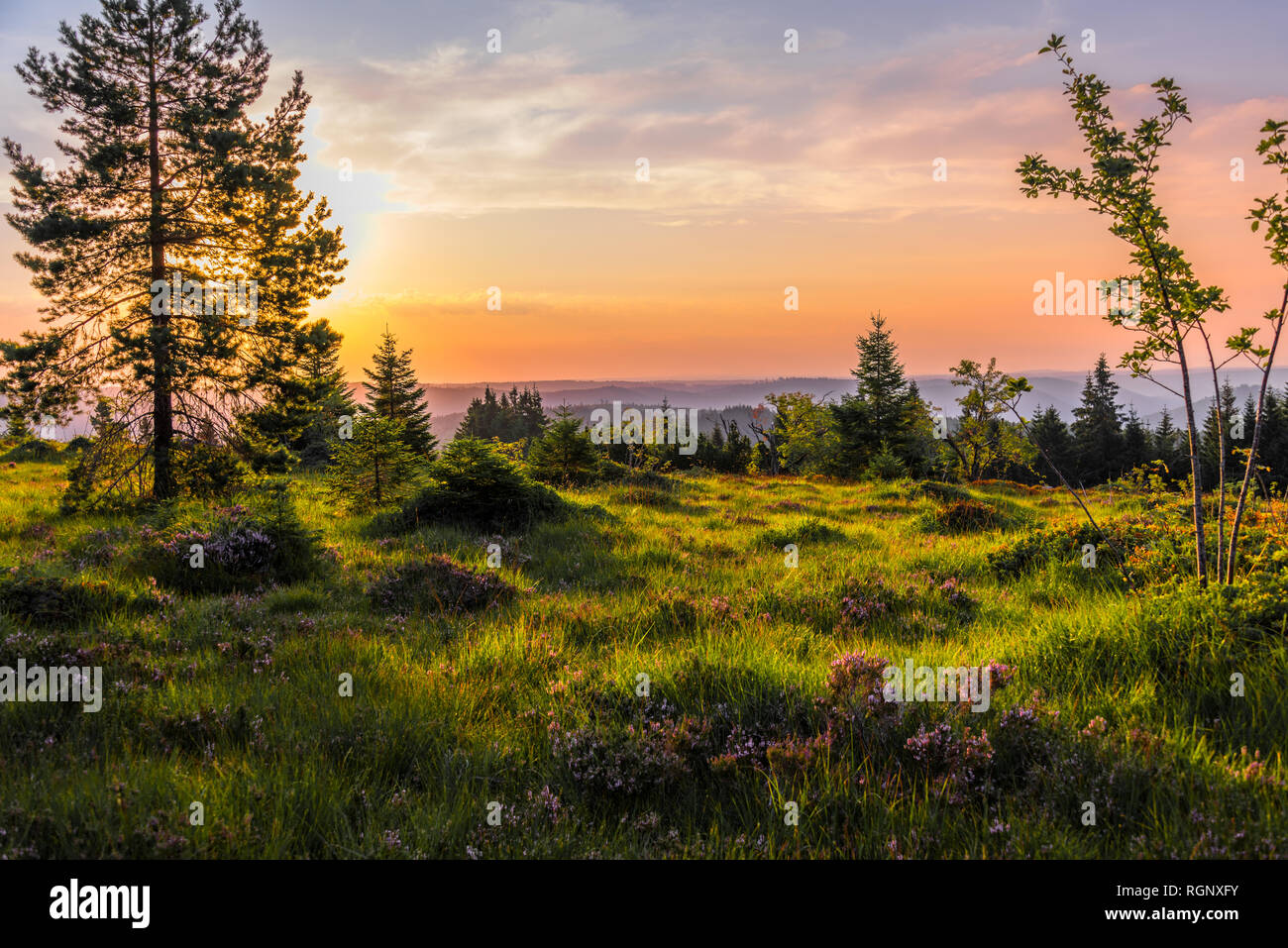 Heather Landschaft bei Sonnenaufgang, Schwarzwald, Deutschland, Natur und Bergrücken auf dem Schliffkopf im Nordschwarzwald Stockfoto