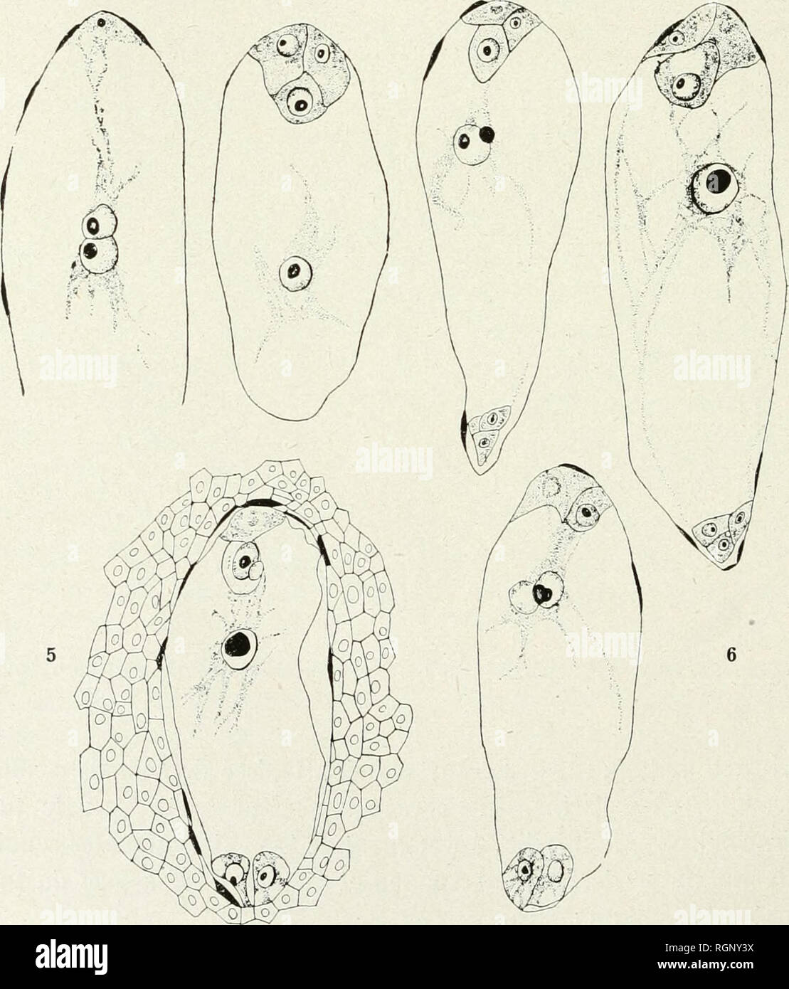 . Bulletin de la Socit botanique de Genve. Pflanzen, Pflanzen-- Schweiz. 68 BULLETIN DE LA SOCIÉTÉ BOTANIQUE DE GENEVE (2-2; Le Dekor actions de développement de l'Albumen beginnen Avant celui de l'embryon, Il est d'abord formÃ© de noyaux Ã © pars avec des Plaques nuclÃ©Aires sans Vía © wahrhaft cloisonnement tout. Stigmates papilles Et Le style formÃ© par les Deux carpelles est parcouru, Dans toute sa Länge, Par deux faisceaux qui sind la Fortsetzung des marginaux faisceaux de l'ovaire mÃªmes, ceux qui innervent les Samenanlagen. Le Style se Termine par Deux stigmates qui, Dekor Jörg trÃ¨s tÃ't, dans le bouton tout. Abb. Stockfoto