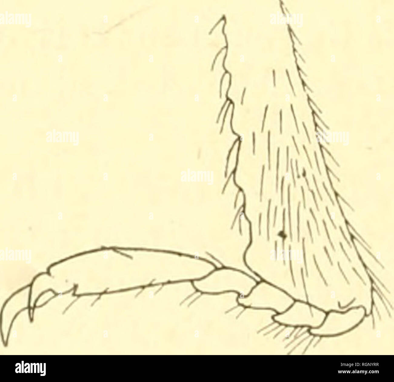 Tiele Stockfotos & Tiele Bilder Alamy