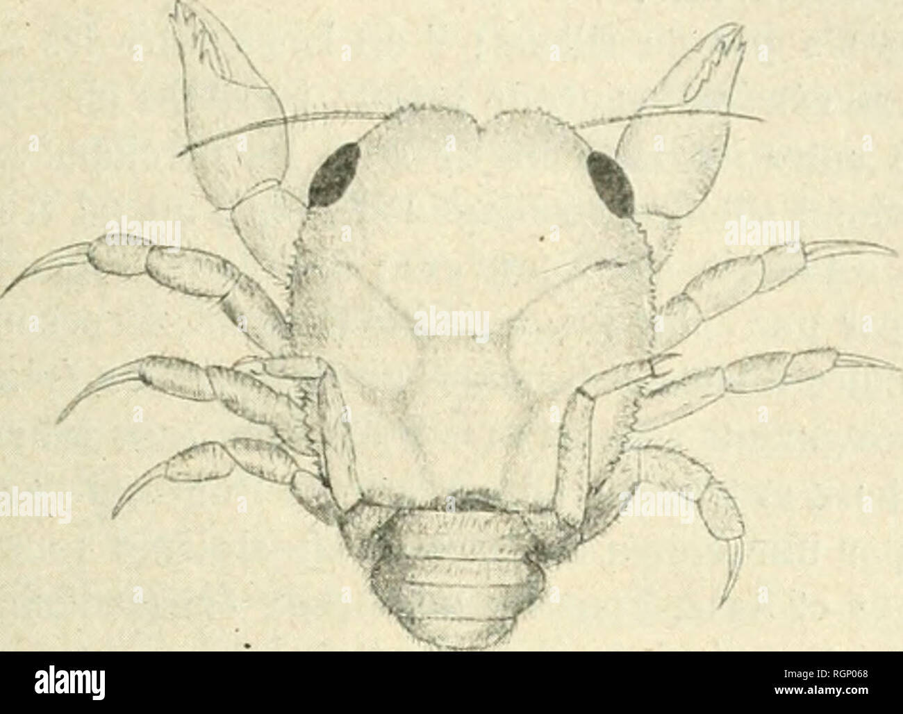 . Bulletin de la société entomologique de France. Entomologie. Séance du 9 Juin 1912. 323 maxillipèdcs exlernes sind Longs et clroils, le nurus est courbé; d'; ir-rière en avant, La concavité en arrière; chclipè(n du type de ceux du. Abb. 1. - Evius ruber Moreira, cT, Gesicht dorsale, x4. Dromidia antillensis Stimp., dactylus Aigu, pourvu de cinq Knolle - cules ou Dellen émoussées, le doigt unbeweglich est assez Robustes.. Bitte beachten Sie, dass diese Bilder extrahiert werden aus der gescannten Seite Bilder, die digital für die Lesbarkeit verbessert haben mögen - Färbung und Aussehen dieser Abbildungen können keine Stockfoto