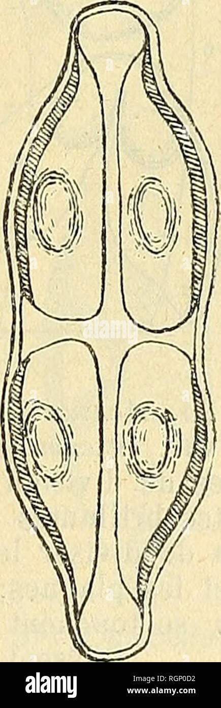 . Bulletin de la SociÃ©tÃ© impÃ©riale des naturalistes de Moscou. Wissenschaft; Biologie; Geologie; Natural History. 159 â 25 Neidium Pfitzer, qui a Ã©Tabli ce Genre, le caractÃ©Aufstieg par les deux Par-ticularitÃ © s suivantes, tirÃ©es de la Struktur intÃ©rieure et du de Division: 1) ce Genre aurait deux Plaques et 2) la Division des Plaques se ferait sans Adressänderung de statt. L'un et l'autre de ces caractÃ¨res est faux. Il n'y a jamais deux Plaketten, mais Toujours, sans une seule Ausnahme, Quatre, et les Plaques ne se divisent jamais sur place. Il est Ã © vident que Pfitzer n'a jamais observÃ © la d Stockfoto