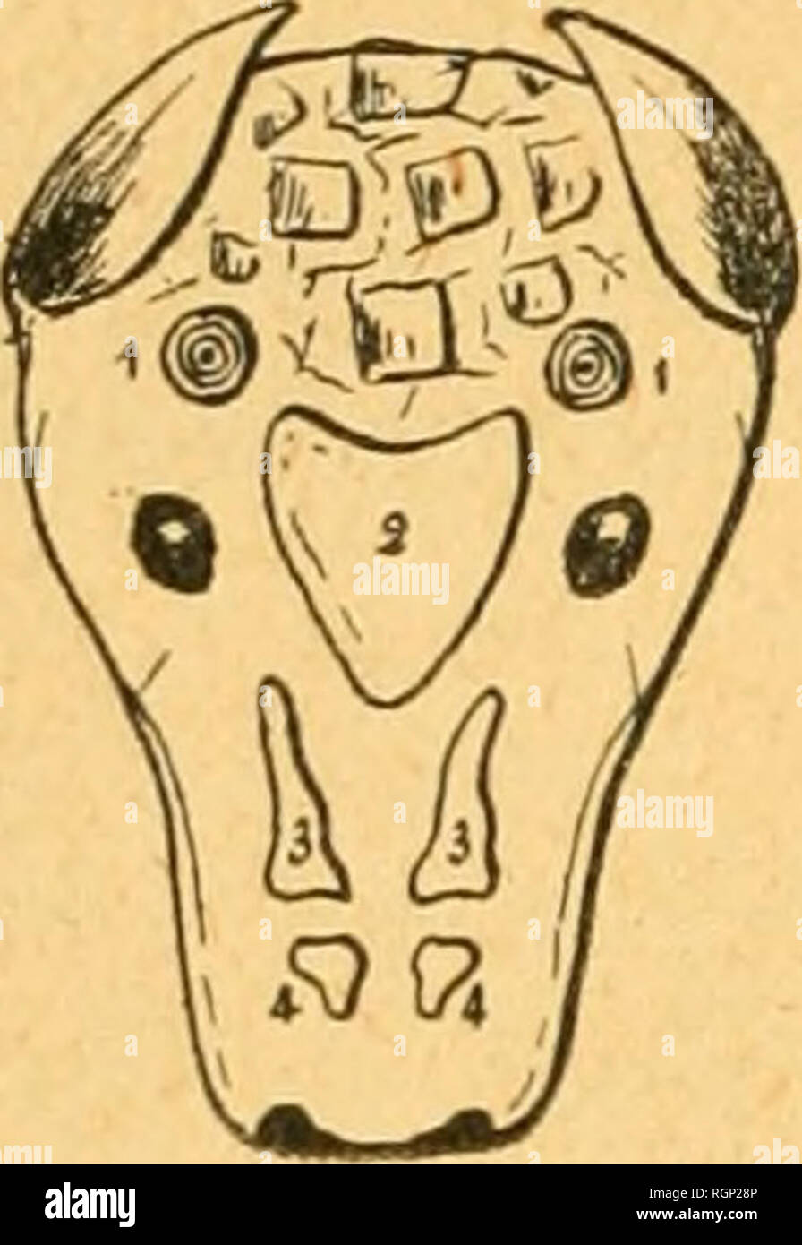 . Bulletin de la Societe des sciences naturelles de l'Ouest de la France. Natural History - - Frankreich. XXII narines formée, Était de Plaketten osseuses, Ren, résistantes, d'un noir Foncé. En voici le Croquis: Les Chiffren 1 et 1 indiquent remplace- ment des cornes... Ce sind Deux Plaketten osseuses, avec Le stries annulaires et une Il 9 l Petite cavité Centrale. 2 représente une Pla-que cordiforme, d'un noir Foncé. 3 et ï re-présentent d'autres Plaketten sensiblement symétriques. )) L'animal a vécu Huit jours; une / en a été Prise après sa Mort, Mais le Klischee a été détérioré. Cepend Stockfoto