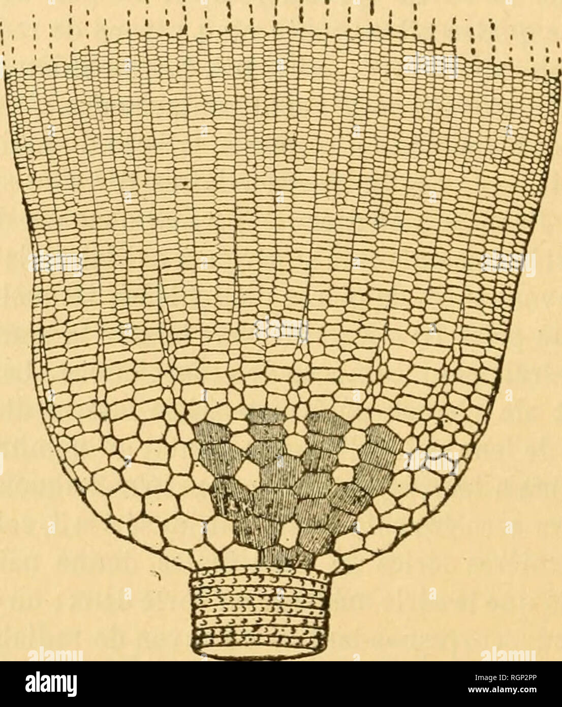 . Bulletin de la SociÃ©tÃ© des sciences naturelles de l'Ouest de la France. Natural History - - Frankreich. 76 SOCIÃTÃ DES SCIENCES NATURELLES DE L'OUEST" 2 X 10; distichiales 20 X 3 à 3, plus deux sÃ©ries intermÃ©diaires de Â" 5 Plaketten ciiacune, exceptionnellement de 6; bras au Nombre de 40, "simples, À deux rangÃ © es de Plaketten; pinnules inconnues. Interra - diales Petites, peu nombreuses, en partie cachÃ©es par la tige, et dis - posÃ © es à la base du Calice de 5 sÃ©Ries simples, rayonnantes. Tige Â" grosse, cylindrique à Canal central pentalobÃ ©, et composÃ©e d'Artikel Â" Alternative Stockfoto