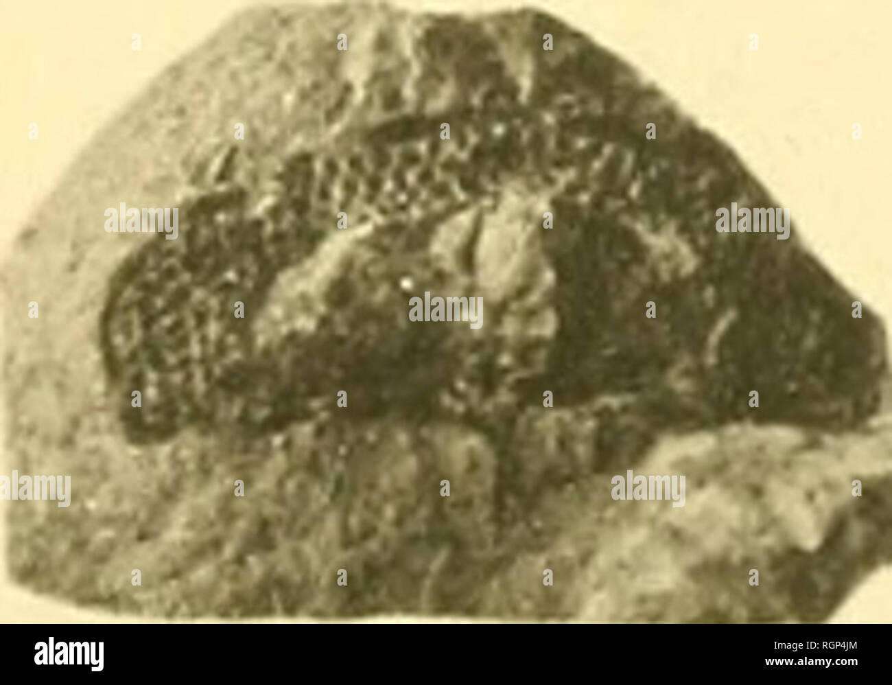 . Bulletin de la Société géologique de France. Geologie. - 'Mj'^-^^^ Ich ft. Bitte beachten Sie, dass diese Bilder sind von der gescannten Seite Bilder, die digital für die Lesbarkeit verbessert haben mögen - Färbung und Aussehen dieser Abbildungen können nicht perfekt dem Original ähneln. extrahiert. Société géologique de France. Paris: La Société Stockfoto