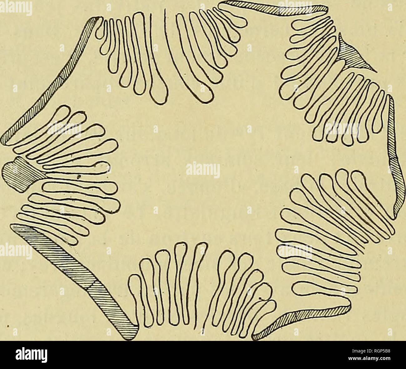 . Bulletin de la SociÃ©tÃ© gÃ©ologique de France. Geologie. 832 D.-S. OEHLERT 7 Dez. seule Nebenklägerin apparente. L'Ouverture anale ne prÃ©sente Pas de librement crÃªte et Reste ouverte. Plaketten ornÃ©es de Linien d'accroissement parallÃ¨les À leur Kontur. Nous donnons une Coupé passant perpendiculairement à l'Ax, et placÃ©e Vers la Partie distale des amnulacres (Abb. 10); elle Montre, de Abschnitt, Les sacs hydrospiraux au Nombre de 10 ou de 12 suivant une disposition symÃ © trique qui paraÃ® t concorder avec Le plan Bila - tÃ© ral. La Plaque en lancette conservÃ©e est seulement dans Deux des Aires ambul Stockfoto