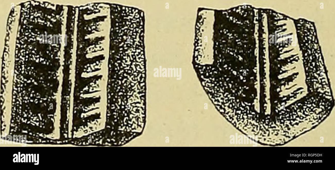 . Bulletin de la société géologique de France. Geologie. 6-Plaketten brachiales de Cvpressi) - crinus, vues Du côté ventralen. forme conoïde, brachiale évidemment représente la Pièce terminale. Toutes ces Plaketten présentent, Du côté interne ou ventrale, un Profond Sillon, largement ouvert en forme de V, et au fond Roemkr duquel (1). Harlz geb., Dunk. ET MEY. Pal., t. 5, S. 9, Pi. Il, Abb. 7.. Bitte beachten Sie, dass diese Bilder aus gescannten Seite Bilder, die digital für die Lesbarkeit verbessert haben mögen - Färbung und Aussehen dieser Abbildungen können nicht genau mit dem o ähneln extrahiert werden Stockfoto