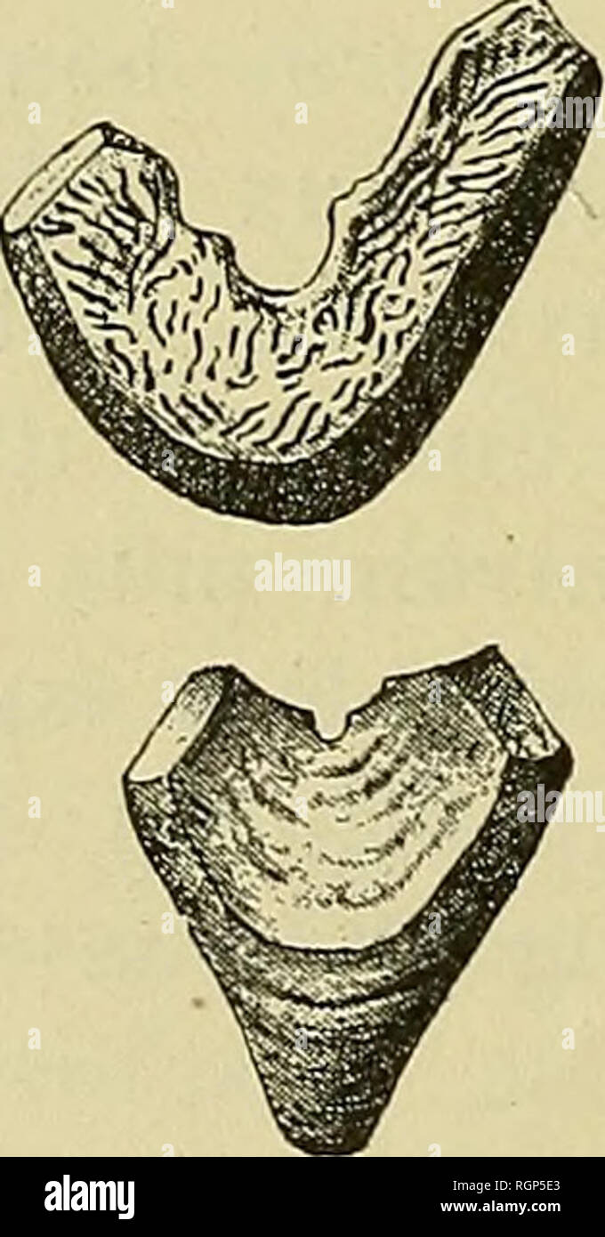 . Bulletin de la SociÃ©tÃ© gÃ©ologique de France. Geologie. Abb. 4 âTrois Plaketten brachiales de Cupressocrinu?, vues ilu Cà'tÃ© dorsale; deux d'entre Elles, vues latÃ©ralement. Ã ehemalige renflement parfois un trÃ¨s net, Mais ne se prolongeant pas d'Ordinaire en une Pointe saillante, caractÃ¨re que nous n'avons rencontrÃ©que sur une seule Plakette (Abb. 5). Gewissen Artikeln sind plus Hauts que larges et Rappel - Fastenzeit ceux de Cupressucrinus uro-Galli (1), que RÅmer eine Einrichtung crit à Tort comme une Espò ¨ ce Nouvelle et qui n'est qu'une variÃ©tÃ© du C. abbre- viatus. Un autre de ces Artikel, de Abb. b. Â P Stockfoto