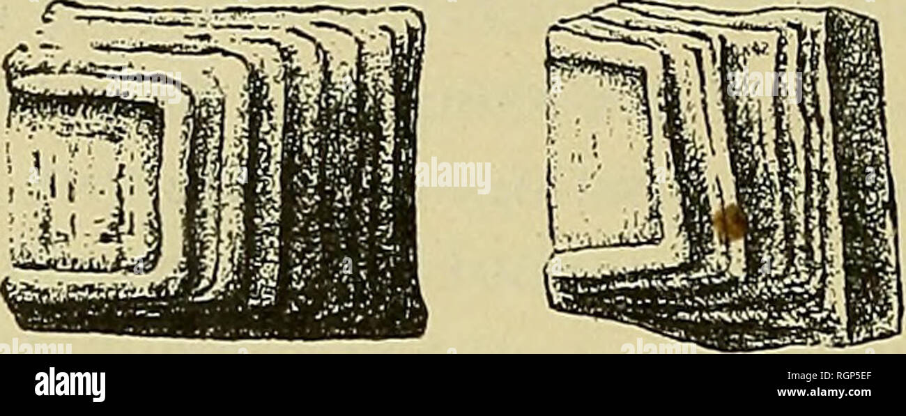 . Bulletin de la SociÃ©tÃ© gÃ©ologique de France. Geologie. Abb. 4 âTrois Plaketten brachiales de Cupressocrinu?, vues ilu Cà'tÃ© dorsale; deux d'entre Elles, vues latÃ©ralement. Ã ehemalige renflement parfois un trÃ¨s net, Mais ne se prolongeant pas d'Ordinaire en une Pointe saillante, caractÃ¨re que nous n'avons rencontrÃ©que sur une seule Plakette (Abb. 5). Gewissen Artikeln sind plus Hauts que larges et Rappel - Fastenzeit ceux de Cupressucrinus uro-Galli (1), que RÅmer eine Einrichtung crit à Tort comme une Espò ¨ ce Nouvelle et qui n'est qu'une variÃ©tÃ© du C. abbre- viatus. Un autre de ces Artikel, de Abb. b. Â P Stockfoto