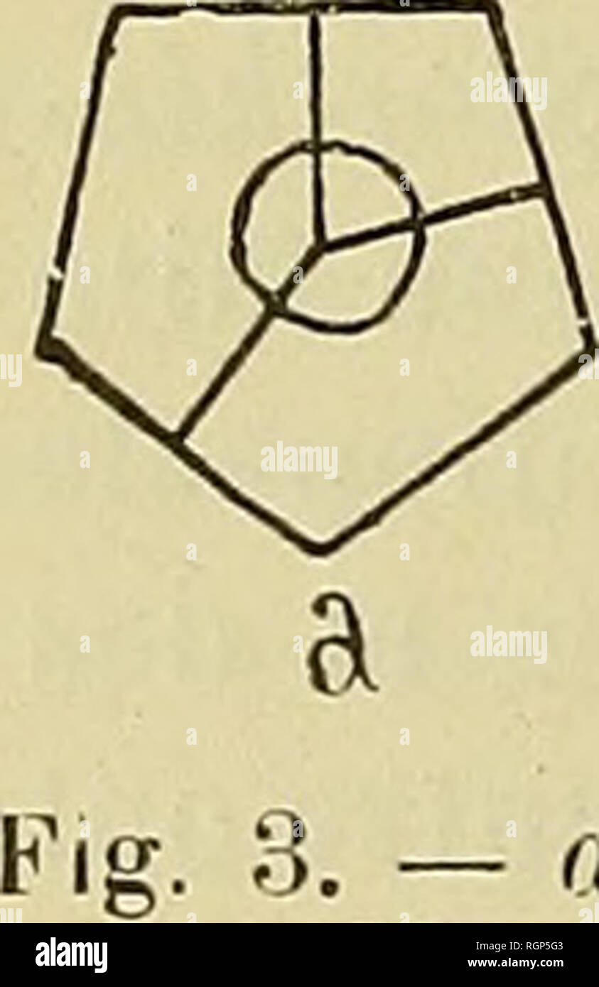 . Bulletin de la SociÃ©tÃ© gÃ©ologique de France. Geologie. 824 d.-s. Åhlert 7 Dez. Ce letzte caractÃ¨re n'est toutefois pas commun à toutes les radiales, et Schultze eine indiquÃ © que Deux de ces Plaketten, Conti-Première "s, un peu plus Ã©levÃ© es que les autres, sind * largement entaillÃ © Es la rÃ©Übersetzungsaktes des Bras pour: une. nebenklägerin saillante, Relati- Vement groß, restant intacte et faisant saillie de chaque Côté tÃ© de la Naht qui les-Einheit. Nous avons retrouvÃ © ce-mÃªme caractÃ¨re Chez S. Haugi, ainsi que nous Le disons dans la diagnostizieren de cette Espò ¨ ce, Mais il ne se retrouve pas à la mÃªme plac Stockfoto