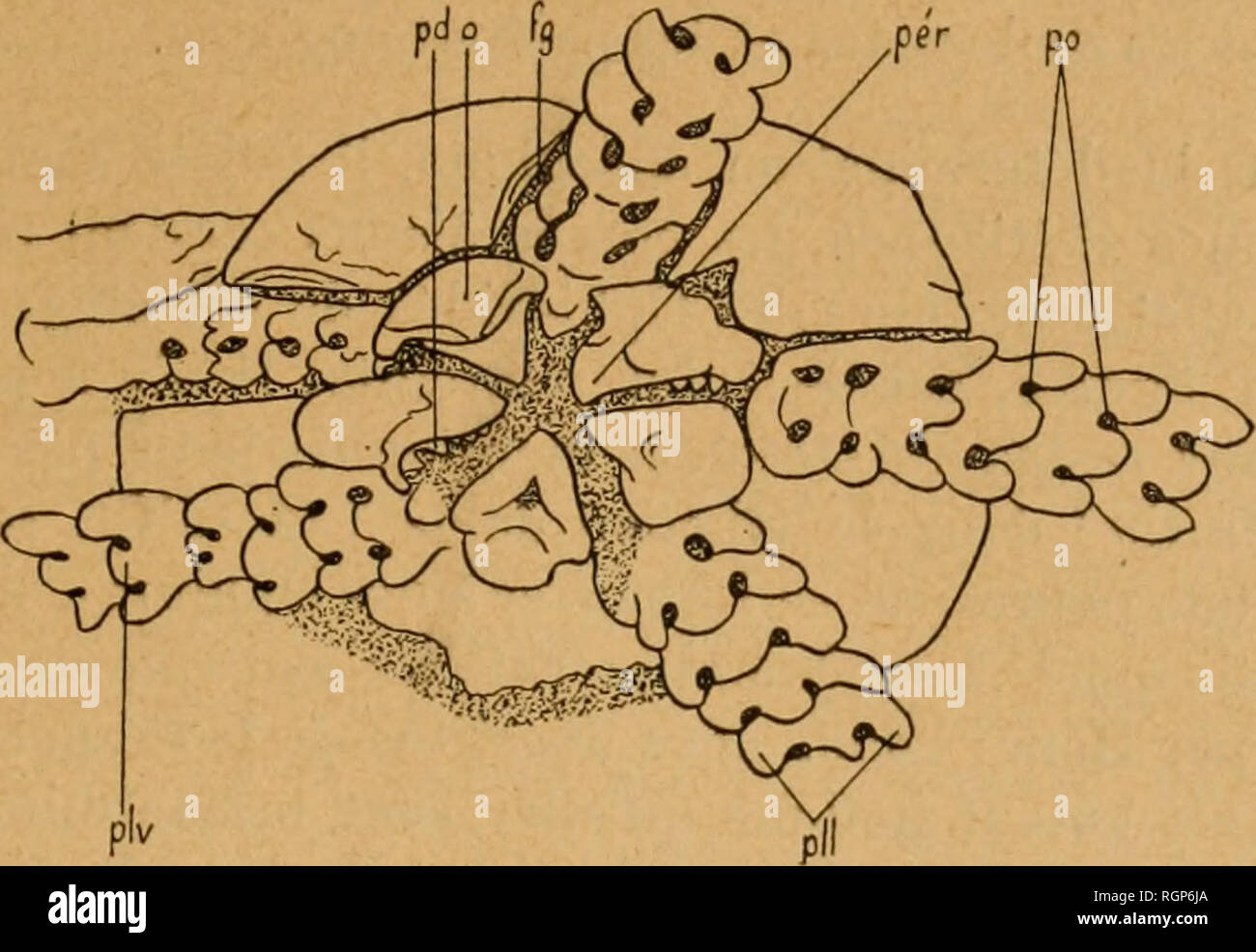 . Bulletin de la société géologique de France. Geologie. OPHIURIDE mi RHÉTIEN DES A.-M. '. M tomales (fîg. 3 pér). Au bord, inférieur d'après l'orientation de la Abbildung, de deux de ces pièces, auf aperçoit buccales quelques papilles (Pd) serrées, triangulaires, semblables. Les fentes géni -. Fio. 3. - Details nu Disque, Gesicht ventrale, d'Ophiolepis Rerfrandi ex. 3A, Pi. I). Brutto. environ 8 fois. o, Pack orale:/y. Fentes génitales; pér, Pack péristomalc; Pd, Papilles buccales; pi-v, Plaketten ventrales du Bras: PI I, Plaketten latérales du Bras; Po, Poren pédieux. taies (/'[/), sind Bien sichtbar Stockfoto