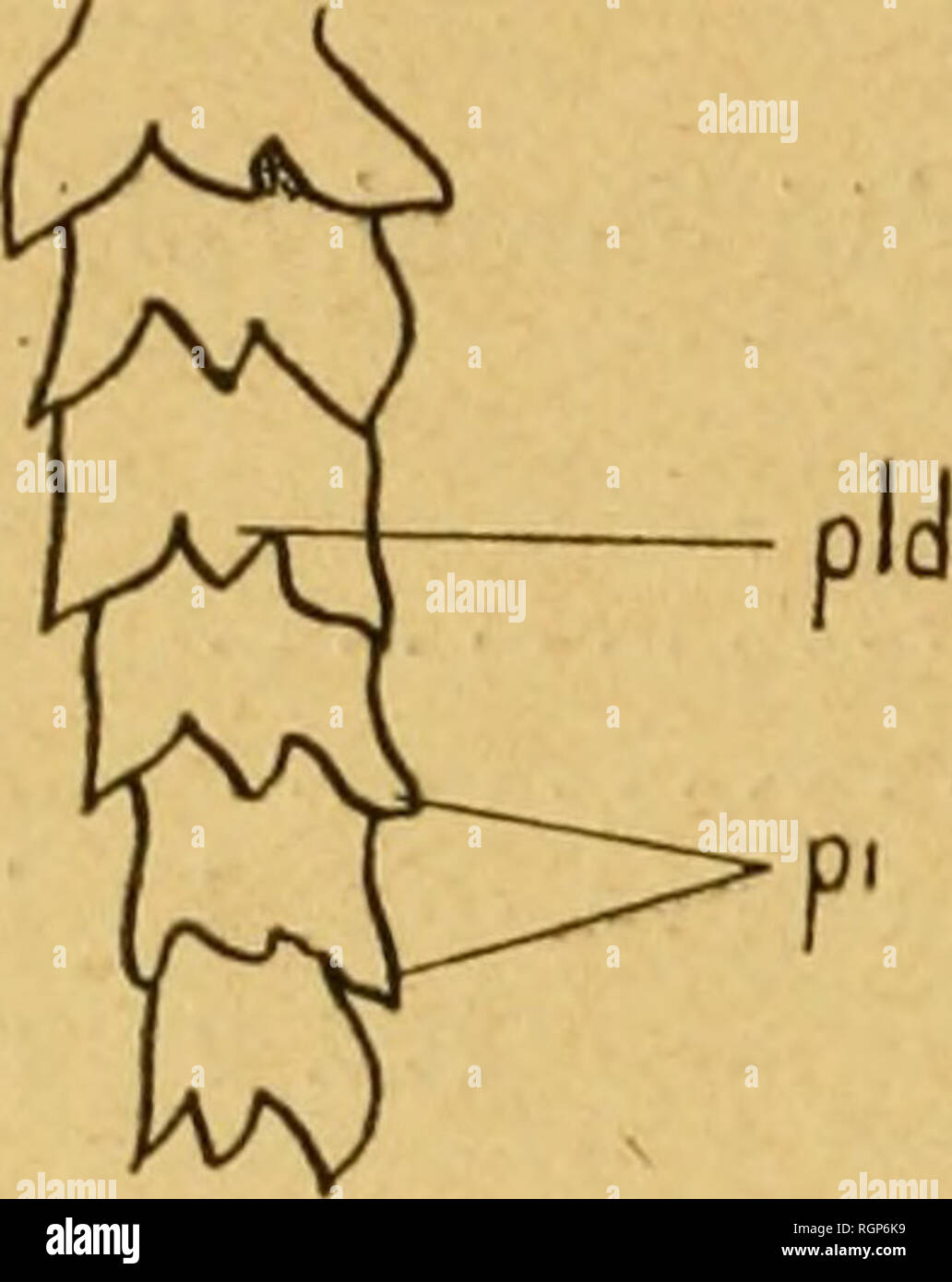 . Bulletin de la SociÃ©tÃ© gÃ©ologique de France. Geologie. 90 wiomn ich. anoi'im: petites interradiales dont une rangÃ © e s'insÃ ¨ re Entre Deux radiales accolÃ © es (Abb., 1, IR). Auf peut distinguer, au Centre du Disque, une Plakette basale de faibles Abmessungen, entourÃ© e de Plaketten secondaires. Les bras | o conservÃ © s chez l'champagnerkelch 1, 4 chez l'champagnerkelch 2) montrent, avec leurs nettetÃ©, Plaketten dorsales simples, triangu - laires Vers la Partie externe (Abb. 2, pld), et leurs Plaketten - pourvues latÃ©rales de prolongements papillaires (Abb. 2, /)/) Gerichte, mehr oder weniger, pointus parallÃ¨les à l'Axe du Stockfoto