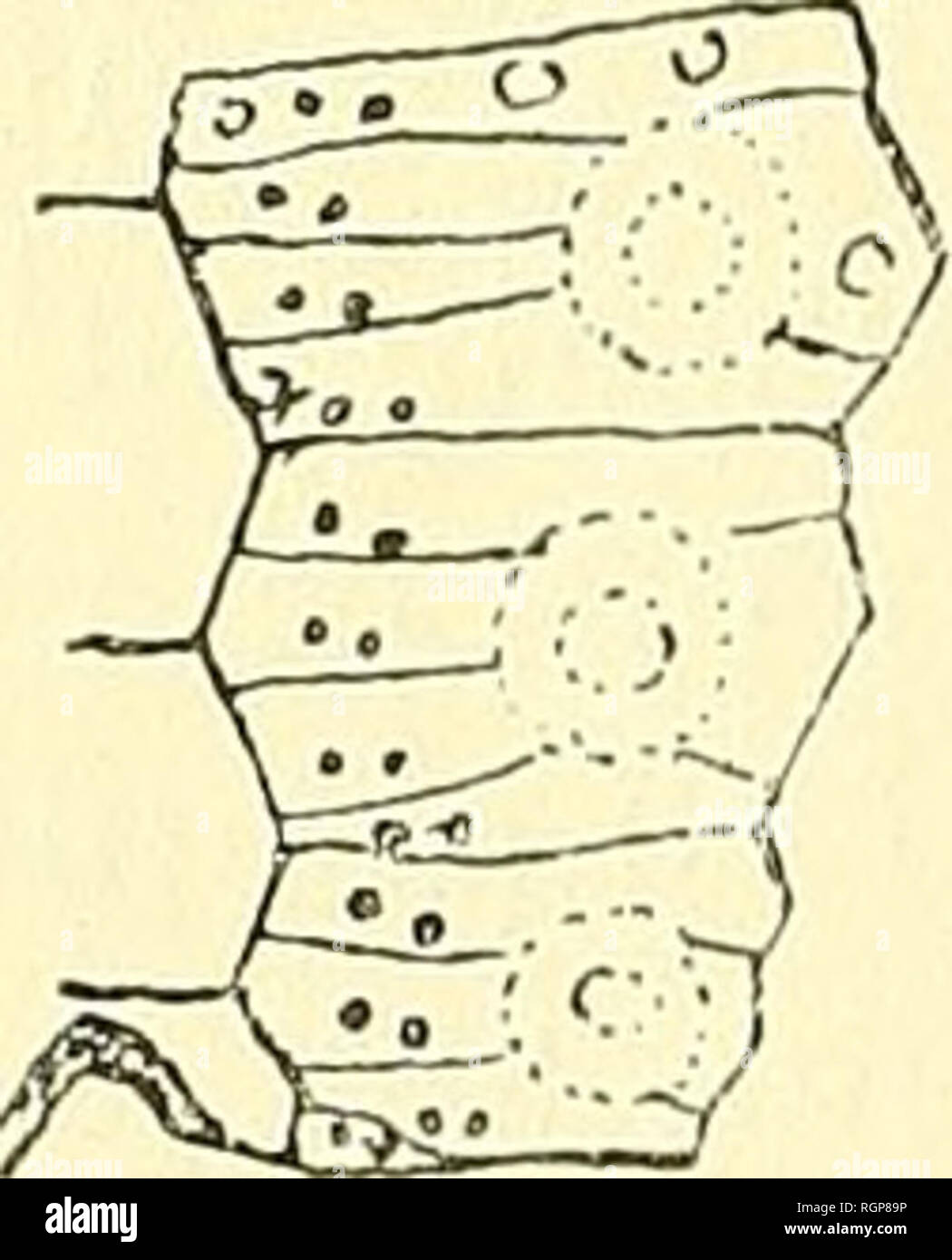 . Bulletin de la SociÃ©tÃ© gÃ©ologique de France. Geologie. 7 t6. t. LAMBERT IJ DEKOR C. que j'ai Sous les Yeux, au diamÃ¨tre de 43 mm. les rangÃ © es de Tuberkeln interambulacraires principaux forment des sÃ©Ries de Vingt et des tuberkeln secondaires © nelÃ crÃ©s se Dekor veloppent à l'Ambitus et en Dessous. Ceux-ci forment deux rangÃ © es mÃ©dianes trÃ¨s Courtes et deux Medic un peu plus Longues. Les Plaques ambulacraires de cet champagnerkelch sind exceptionnellement irrÃ©guliÃ¨res et auf Voit Ã§ Ã et lÃ une majem^e à trois Ã©lÃ©ments • ssÃ enchÃ©e Entre des Makros polypores. Chez Les Jeunes à la Taille de Stockfoto