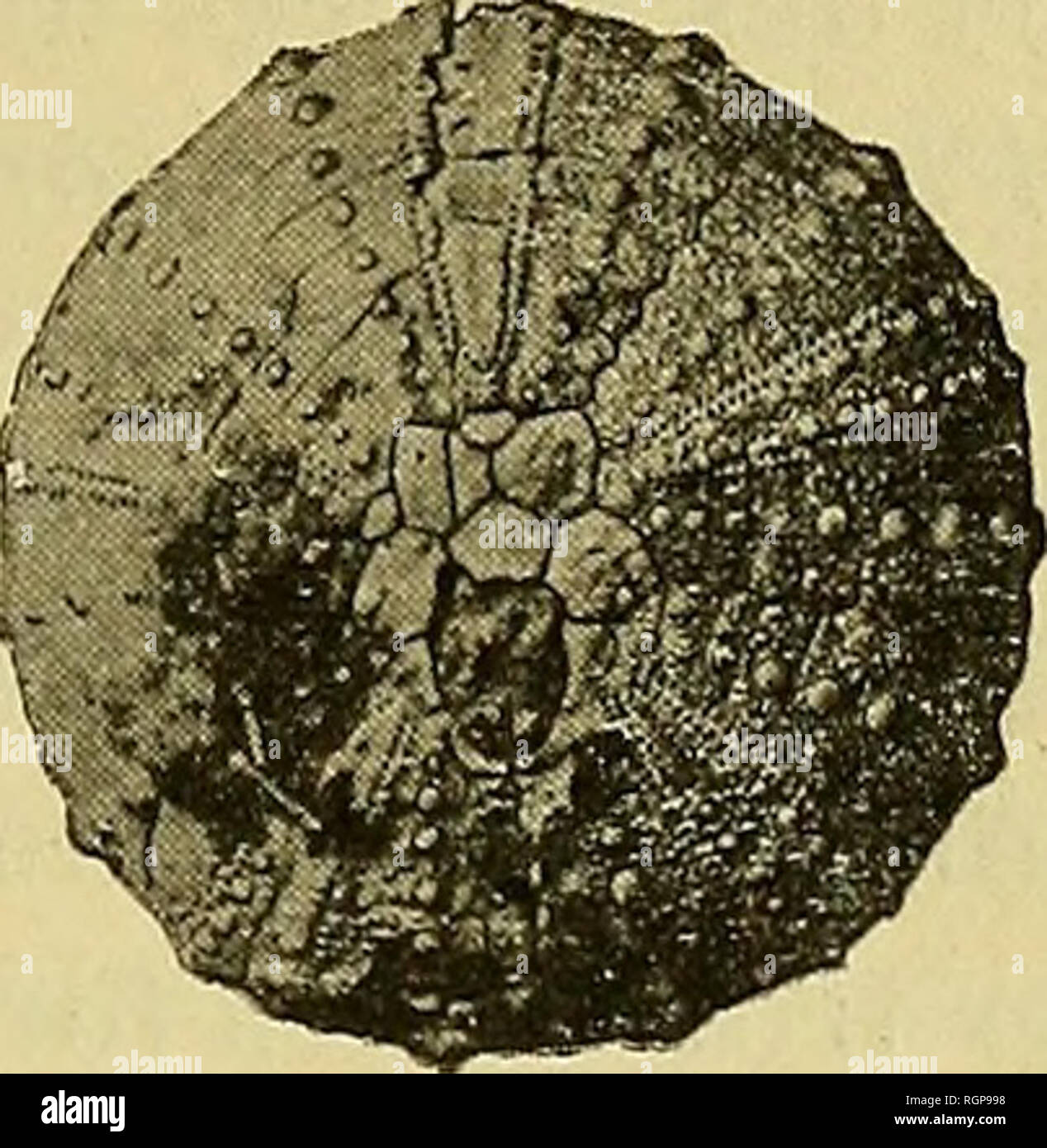 . Bulletin de la SociÃ©tÃ© gÃ©ologique de France. Geologie. 1907 GÃOLOGIE DES COLONIES FRANÃAISES 479 un-sous-Genre d'Reterodiadema, Les ambulacres sind plus larges, Garnis de Tuberkeln relativement plus Gros; le Test est * rotu - laire, l'Apex * Ã©tendu, etc. Le Annäherung indiquÃ © entre Acrosalenia Lemoinei et l'Hete-rodiadema libycum Desor (Hemicidaris) pourra paraÃ® tre singulier À ceux qui se rappellent la Description de l'Apex de ce letzte donnÃ© par MM. Peron et Gauthier (Ãchin.foss.de l'AlgÃ©rie, I, verwischt. V, S. 201 & gt; pi. xv, freelife, 5). Mais la position attribuÃ©e par Ces Stockfoto