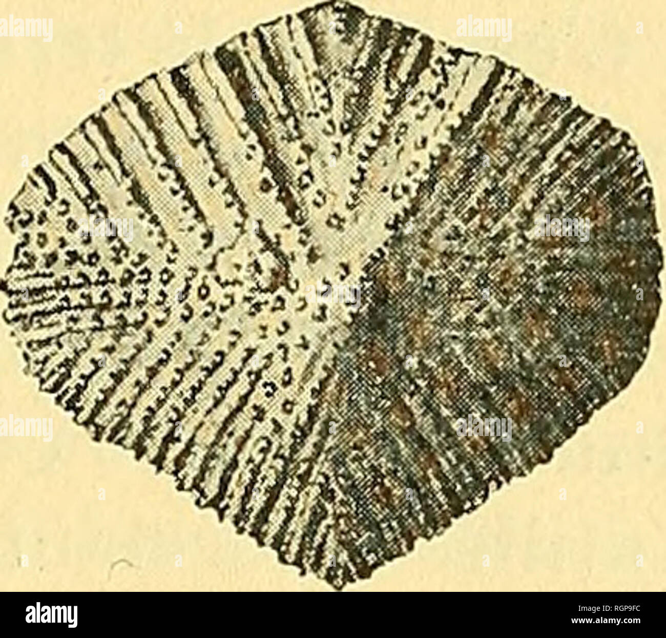 . Bulletin de la SociÃ©tÃ© gÃ©ologique de France. Geologie. 1898 ET LA ZONE A MARSUPITES ORNATUS DANS LE CRÃTACÃ d'Ã¢LGÃRIE 511 Ces Restes konsistente seulement en deux Plaketten, Mais elles sind trÃ¨s bien conservÃ © es. Ce sind de ces Plaketten du Milieu du Calice que Mantell eine Einrichtung signÃ©es Sous Le nom de Plaketten intercostales et que M. Zittel Puylaurens parabasales. Leur forme en hexagone allongÃ © et leur ornementation compliquÃ assez © e qui consiste en costules rayonnantes chevronnÃ © es, accentuÃ © es au pourtour et s'attÃ© oÃ¹ nuant Vers le Centre elles ne sind plus indiquÃ © es que par de petits Tuberkeln Stockfoto