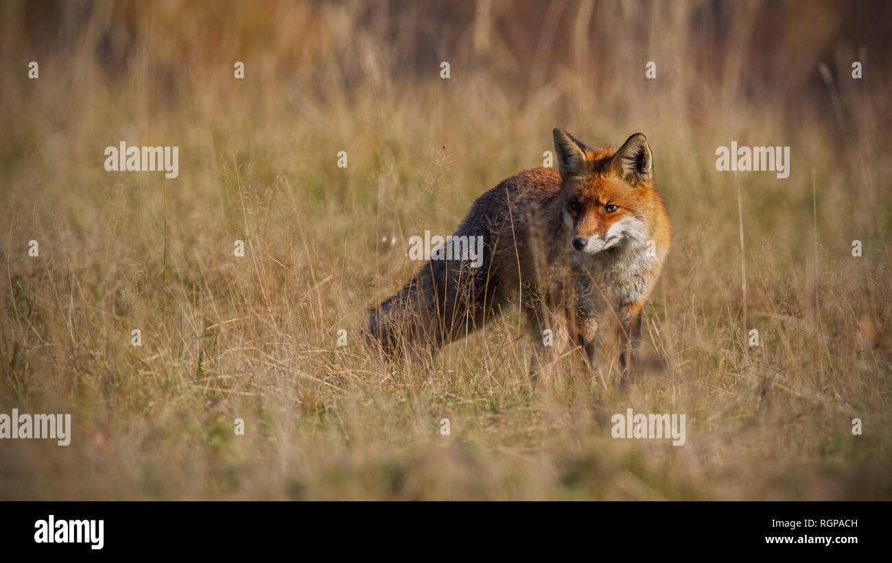Red Fox im Herbst mit unscharfen trockenes Gras im Hintergrund Stockfoto