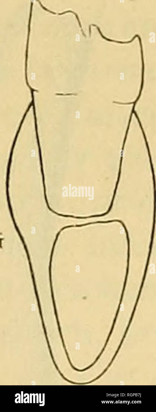 . Bulletin de la SociÃ©tÃ© gÃ©ologique de France. Geologie. n B C D Abb. I. in der Coupé transversale de la mandibule Hebeln au niveau du Lappen POSTÃRIEUR DE M^. Â Echcllc: 1/2A, © gacÃ Cerviis mÃ©ros H Art., d'Irlande (Musée © um de Zürich); B, © gacÃ Ccrvns mÃ©ros Hart., du Val di Ghiana (Musée © um de BÃ le); C, Cerviis sp., de Gajarc;/), Cerviis) {Elaphus canadensis Erxl., le Wapiti, rÃ©Cent (Musée © um de BÃ le): Ich, Côte tÃ© interne; e, Côte tÃ© externe. La symphyse de la mandibule est relativement un peu plus Courte chez les MÃ©gacÃ © ros que chez les Elaphe-Wapiti. Ein notre GervidÃ © de Gajarc Elle est encor Stockfoto